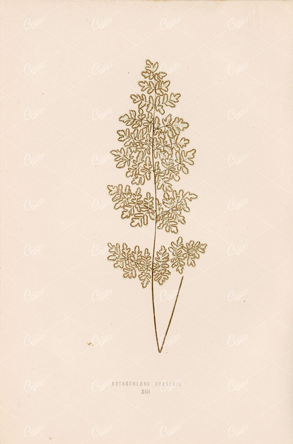 NOTHOCHLAENA Hookerii by Edward Joseph Lowe XIII Vintage Wall Art