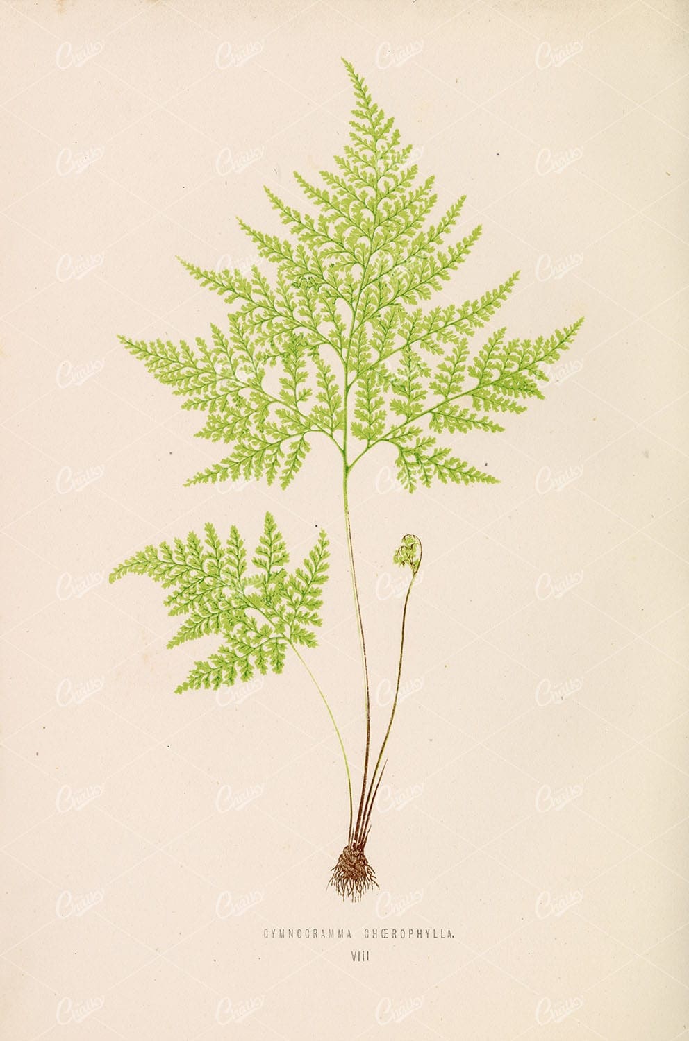 FERN Vintage Art by Edward Lowe. Gymnogramma Ghoerophylla Plate VIII