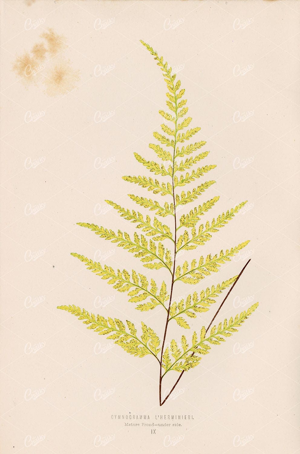 VINTAGE Fern Wall Art by Edward Joseph Lowe, Gymnogramma L'Herminieri