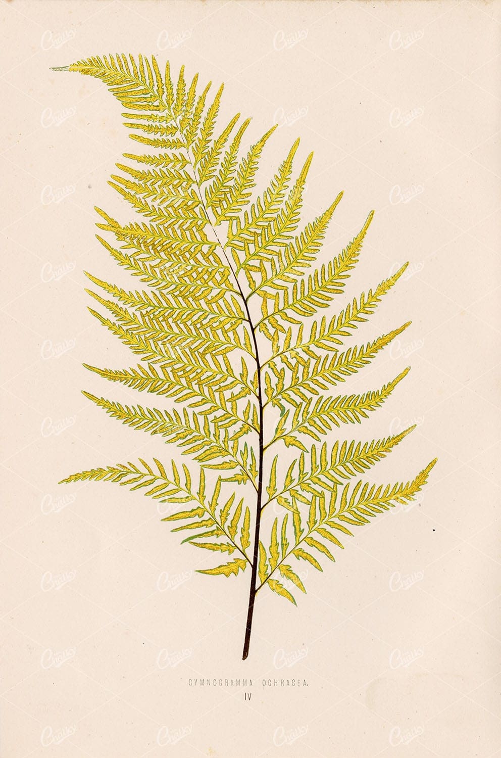 VINTAGE Fern Wall Art by Edward Lowe, Gymnogramma Ochracea Plate IV