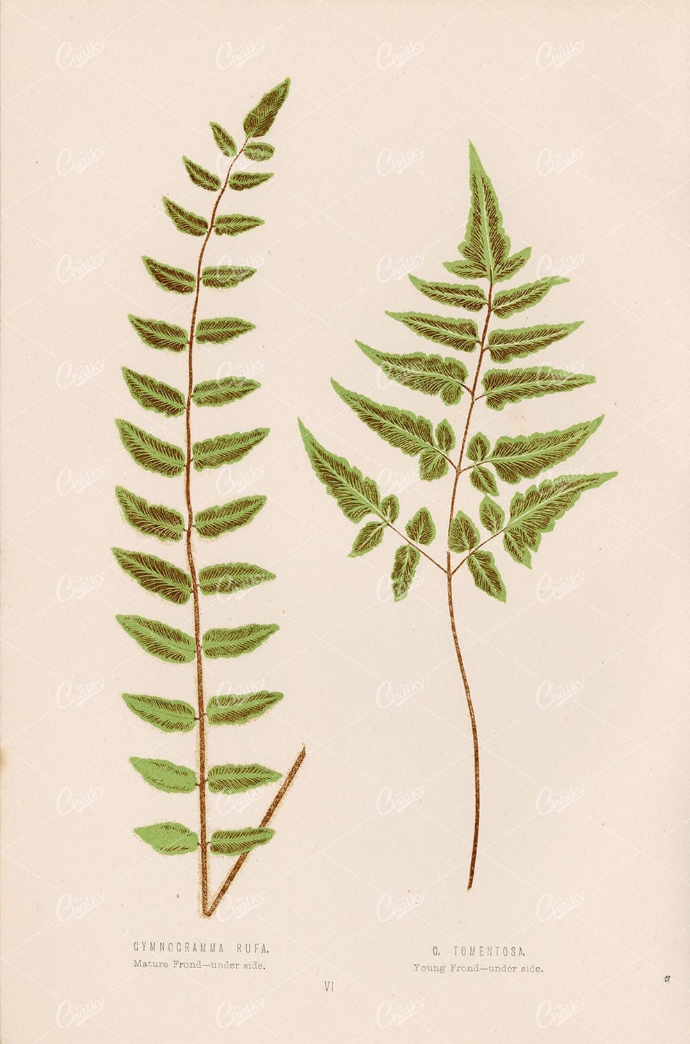 VINTAGE Fern Wall Art by Edward Lowe, Gymnogramma Rufa and Tomentosa