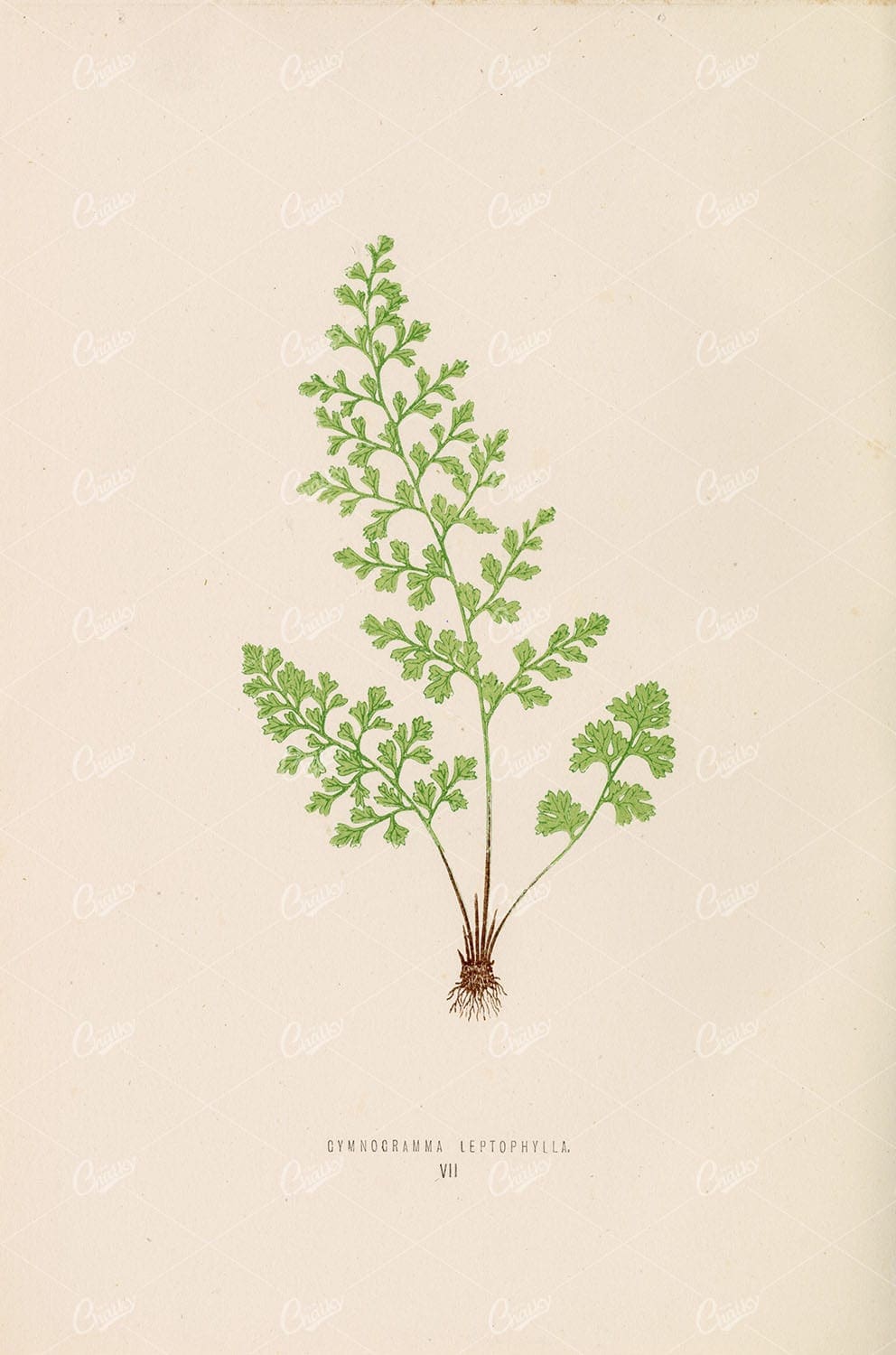 VINTAGE Fern Wall Art by Edward Lowe. Gymnogramma Leptophylla Plate VII