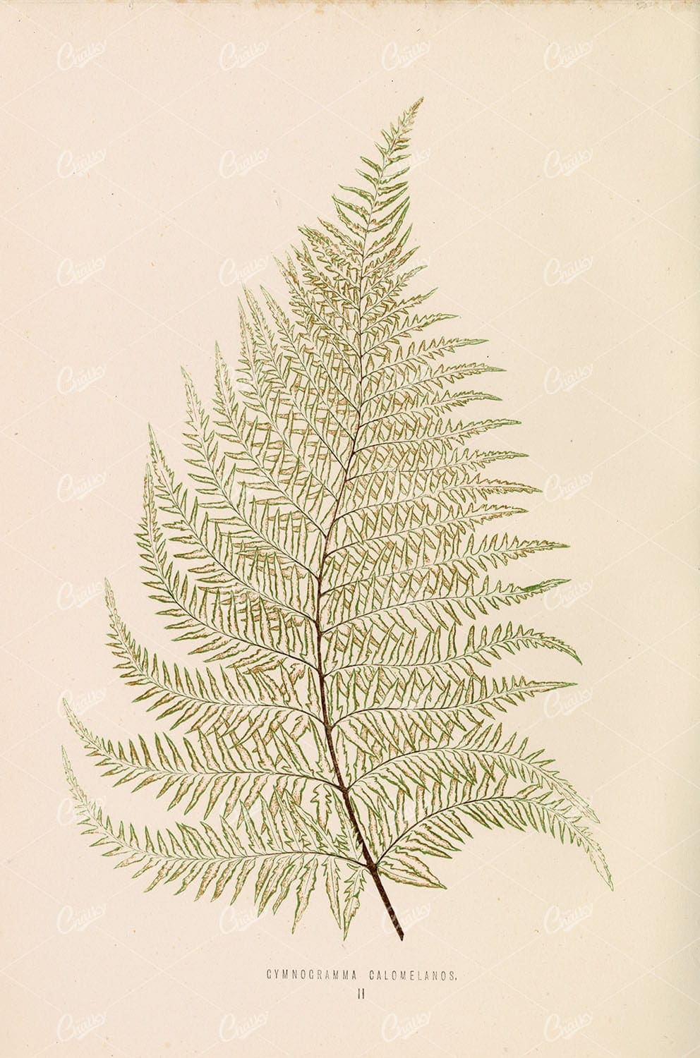 VINTAGE Botanical Stock Image by Edward Lowe. Gymnogramma Calomelanos Plate II