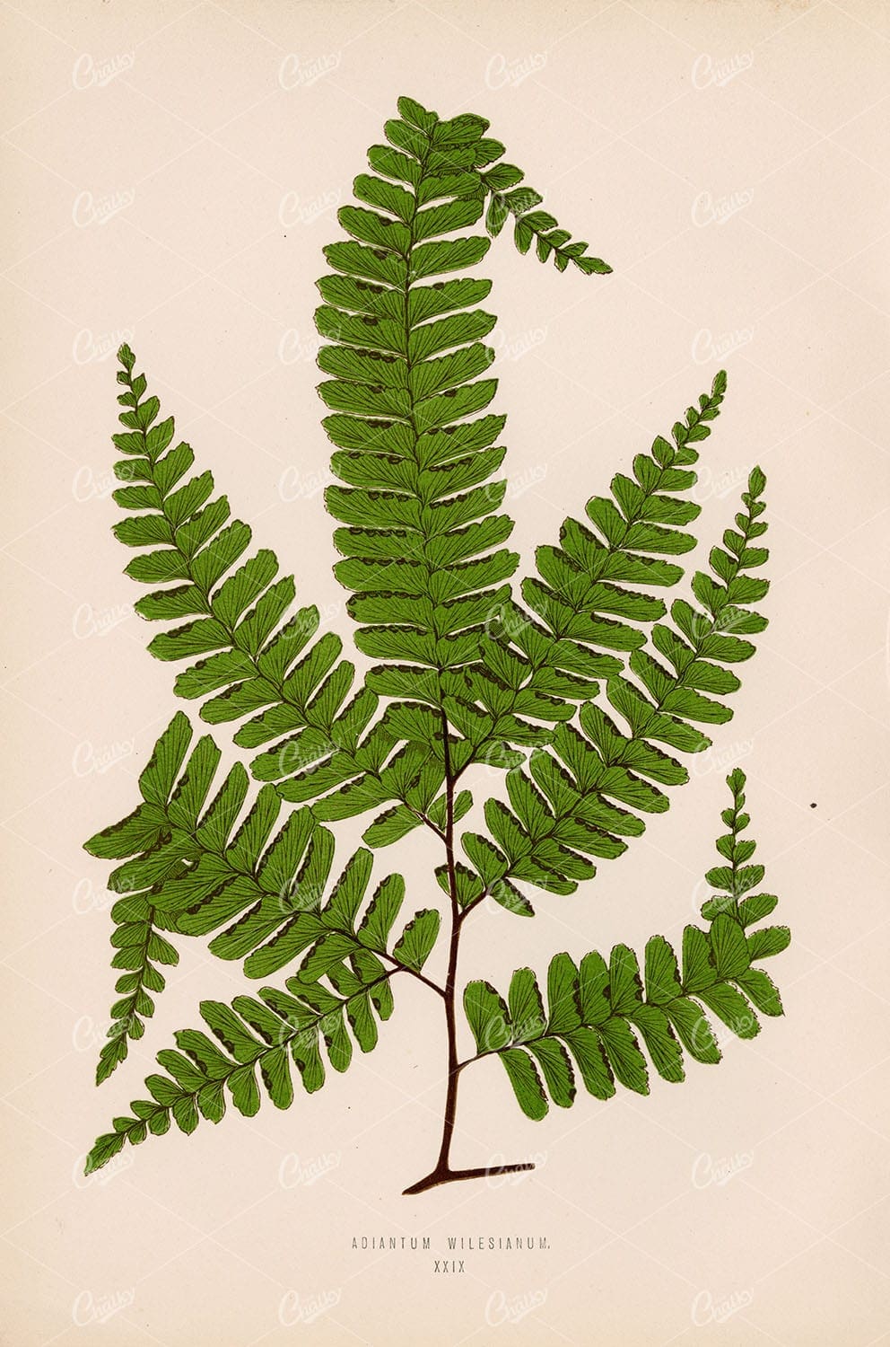 ADIANTUM Wilesianum, Edward Lowe Vintage Artwork Plate XXIX