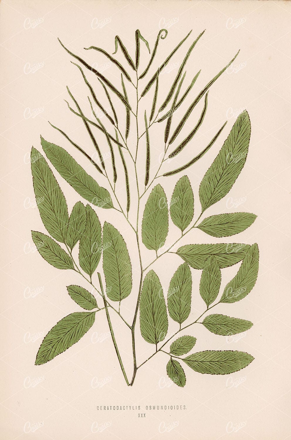 CERATODACTYLIS Osmundioides - Vintage Fern Stock Image by Edward Lowe Plate XXX