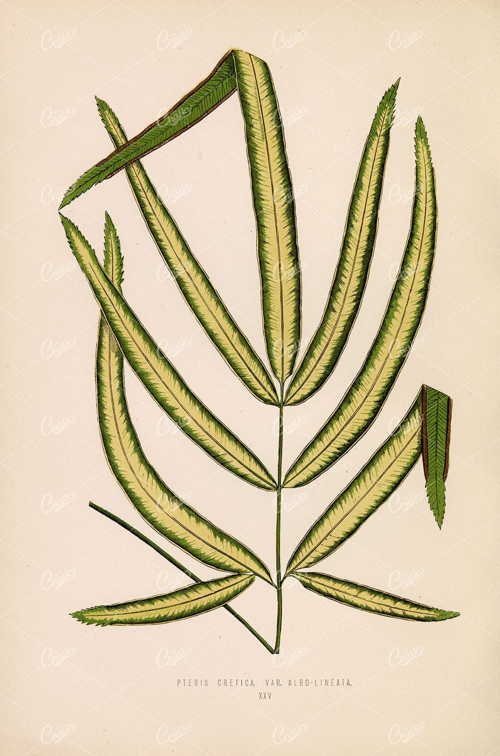 PTERIS CRETICA Fern by Edward Lowe - Vintage Botany Wall Art