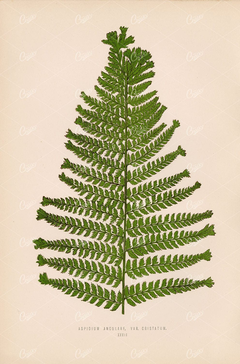 ASPIDIUM Angulare, Var. Cristatum by Edward Lowe. Plate XXVII