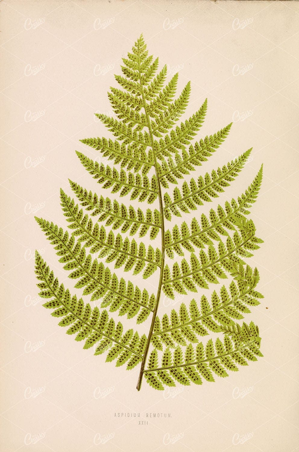 ASPIDIUM Remotum Fern, by Edward Joseph Lowe. Vintage Botanical Art