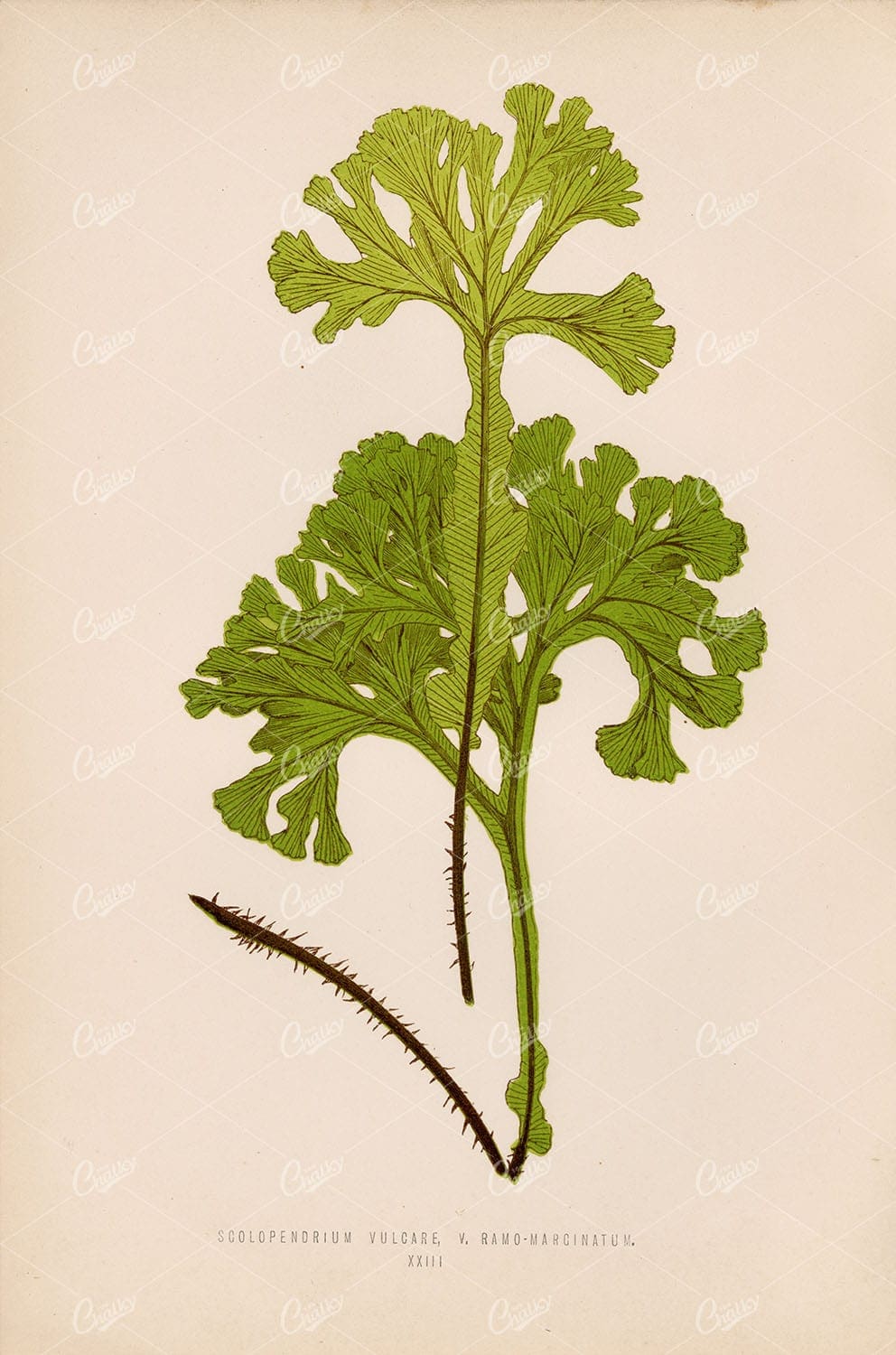 SCOLOPENDRIUM Vulcare, by Edward Joseph Lowe. Vintage Botany Artwork
