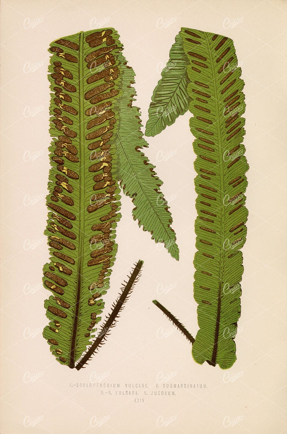 LOWE, Edward Vintage Fern Stock Image. Scolopendrium Vulcare Plate XXIV
