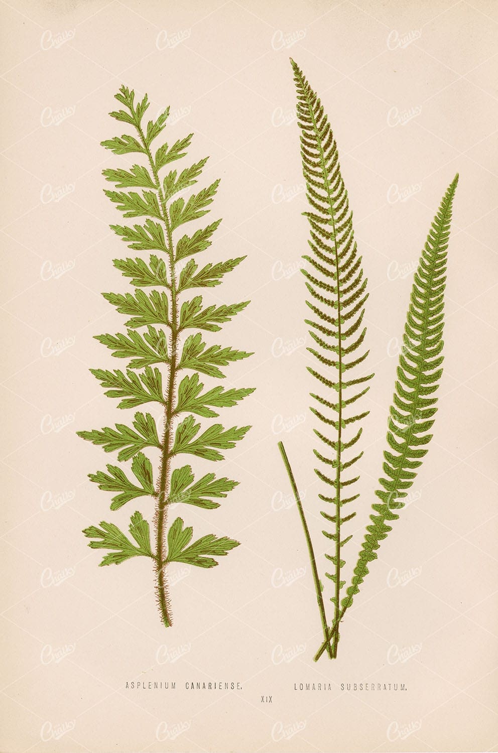 LOWE, Edward Vintage Fern Art. Asplenium Canariense Plate XIX