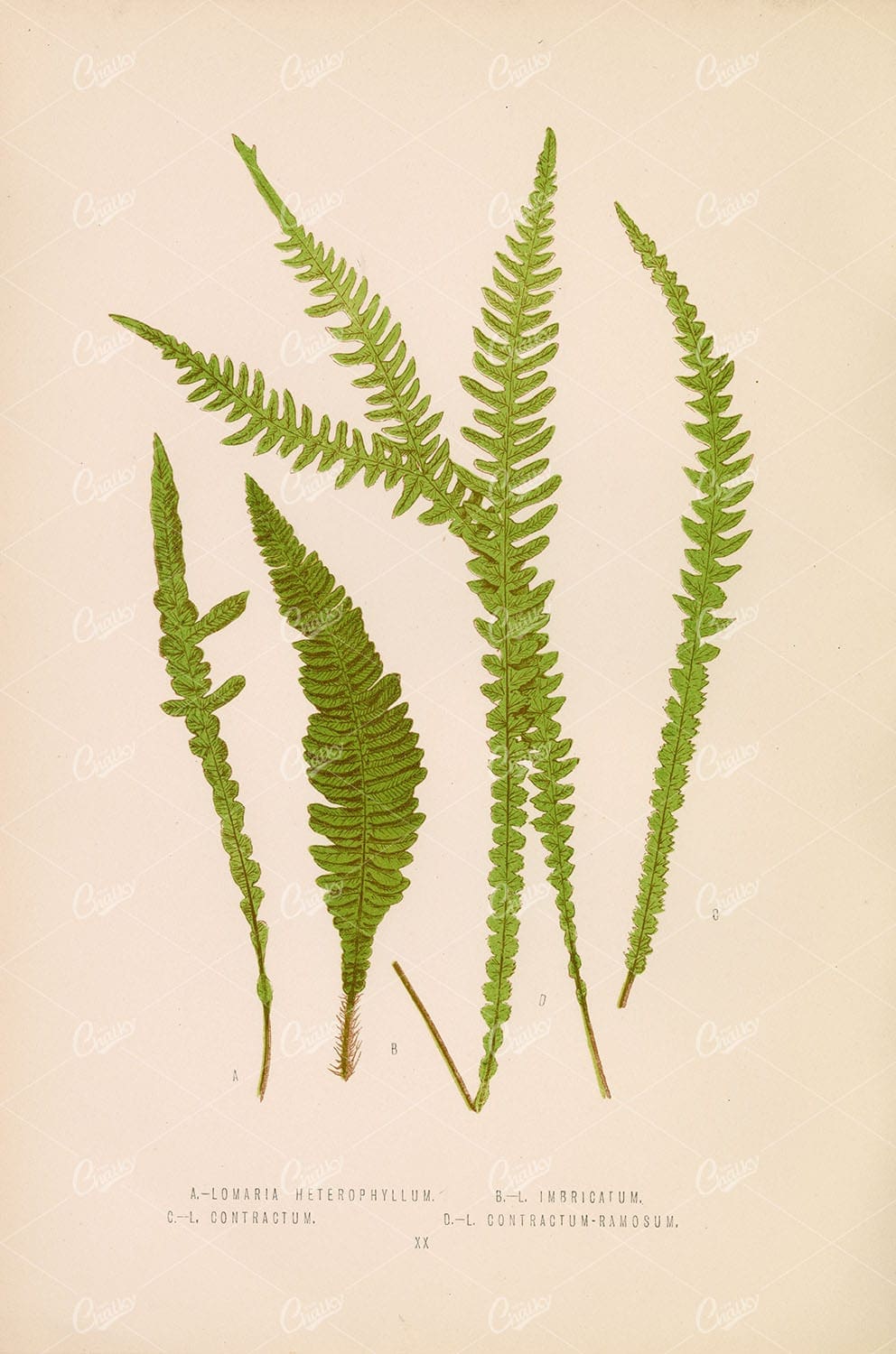 LOWE, Edward Vintage Botanical Artwork. Multiple Fern Species Plate XX