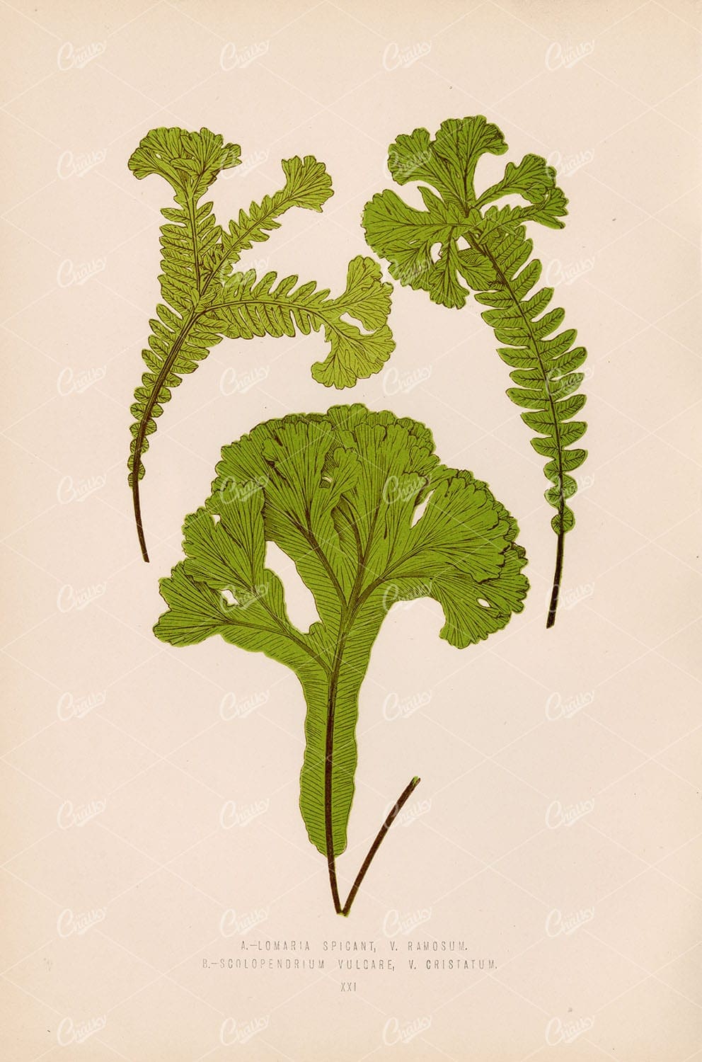 LOWE, Edward Vintage Botanical Artwork. Multiple Fern Species Plate XXI
