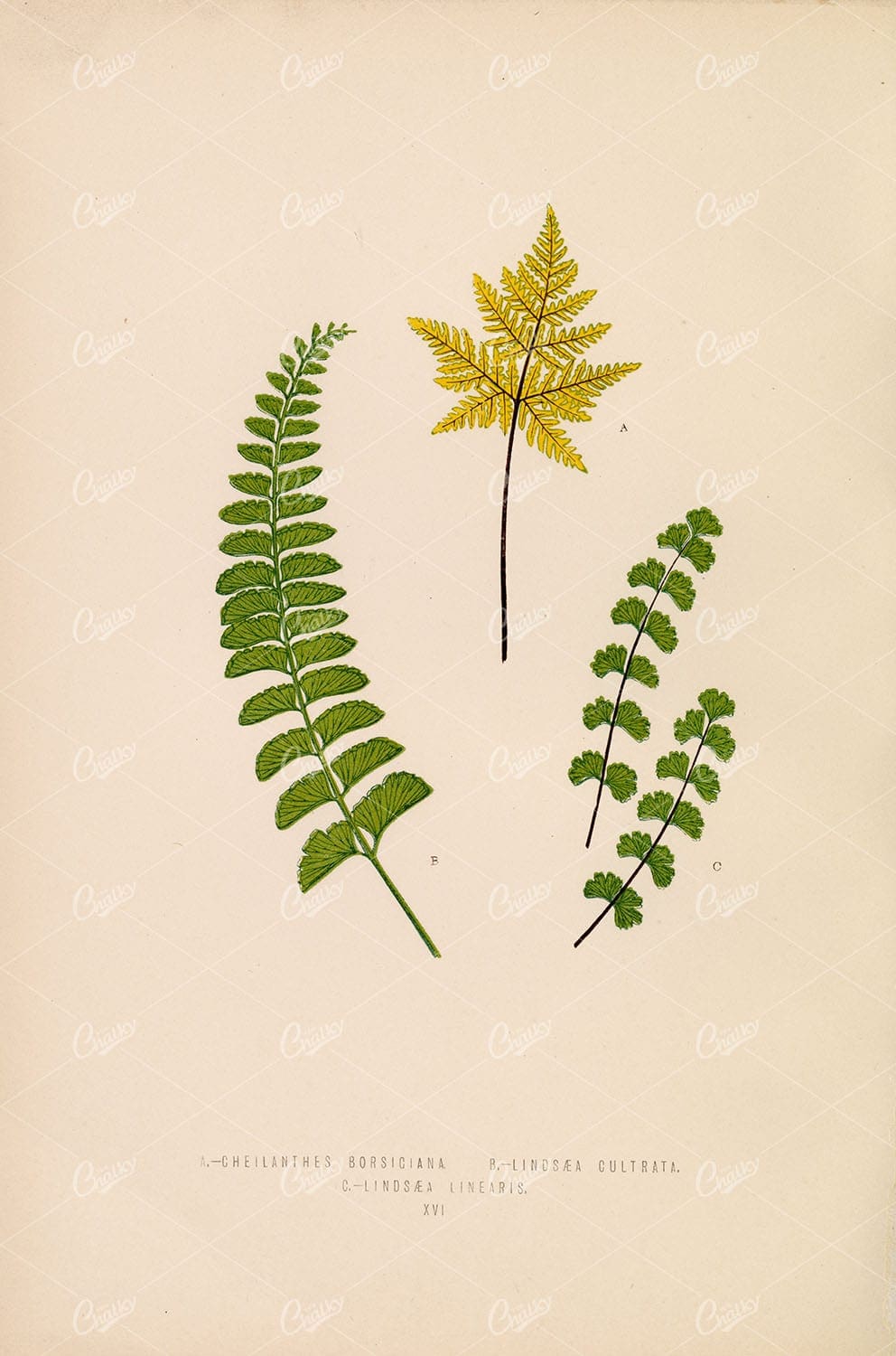 LOWE, Edward Vintage Botanical Artwork. Multiple Fern Species Plate XVI