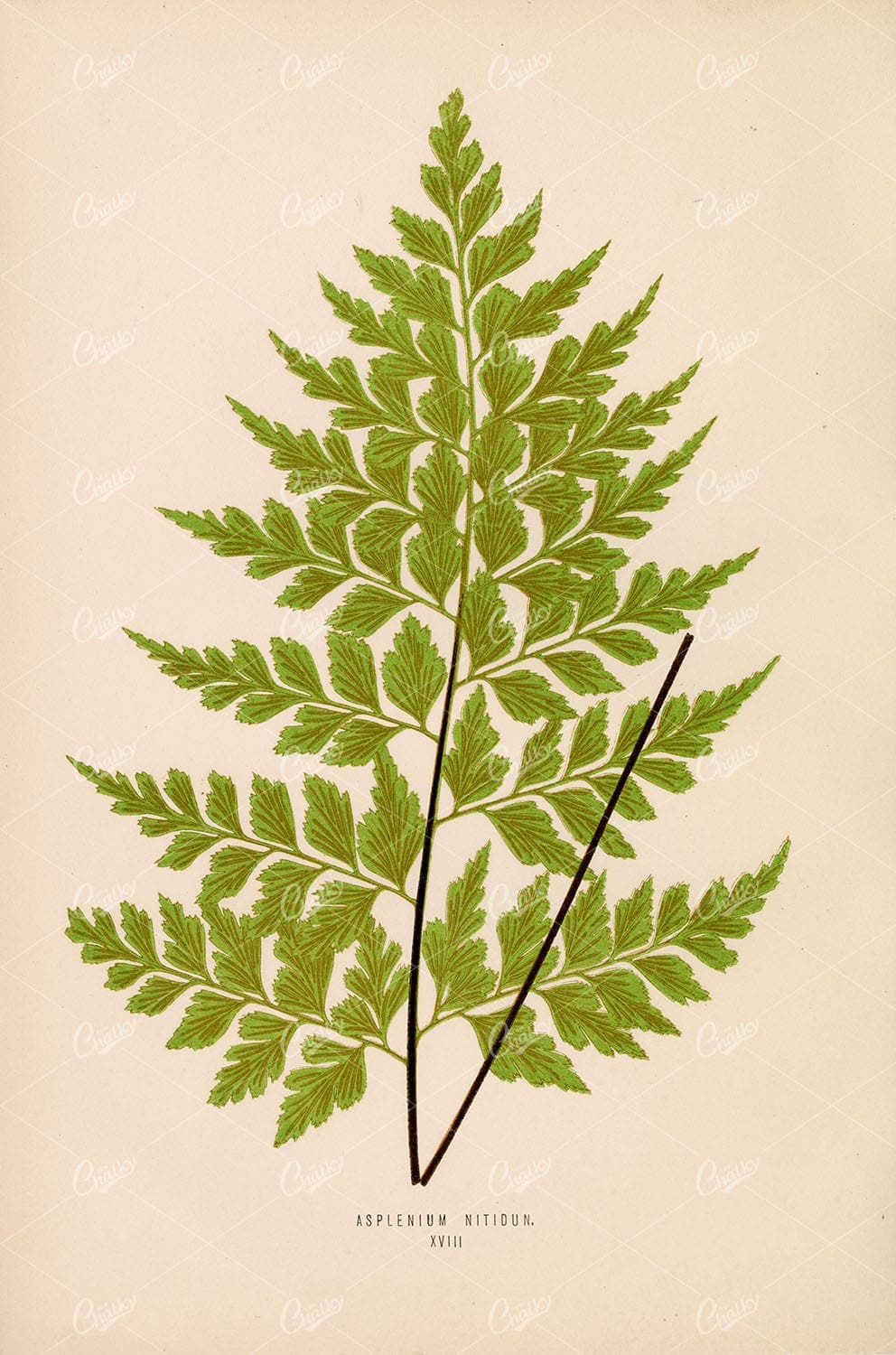 ASPLENIUM Nitidun, Edward Lowe Vintage Artwork, Plate XVIII 1856
