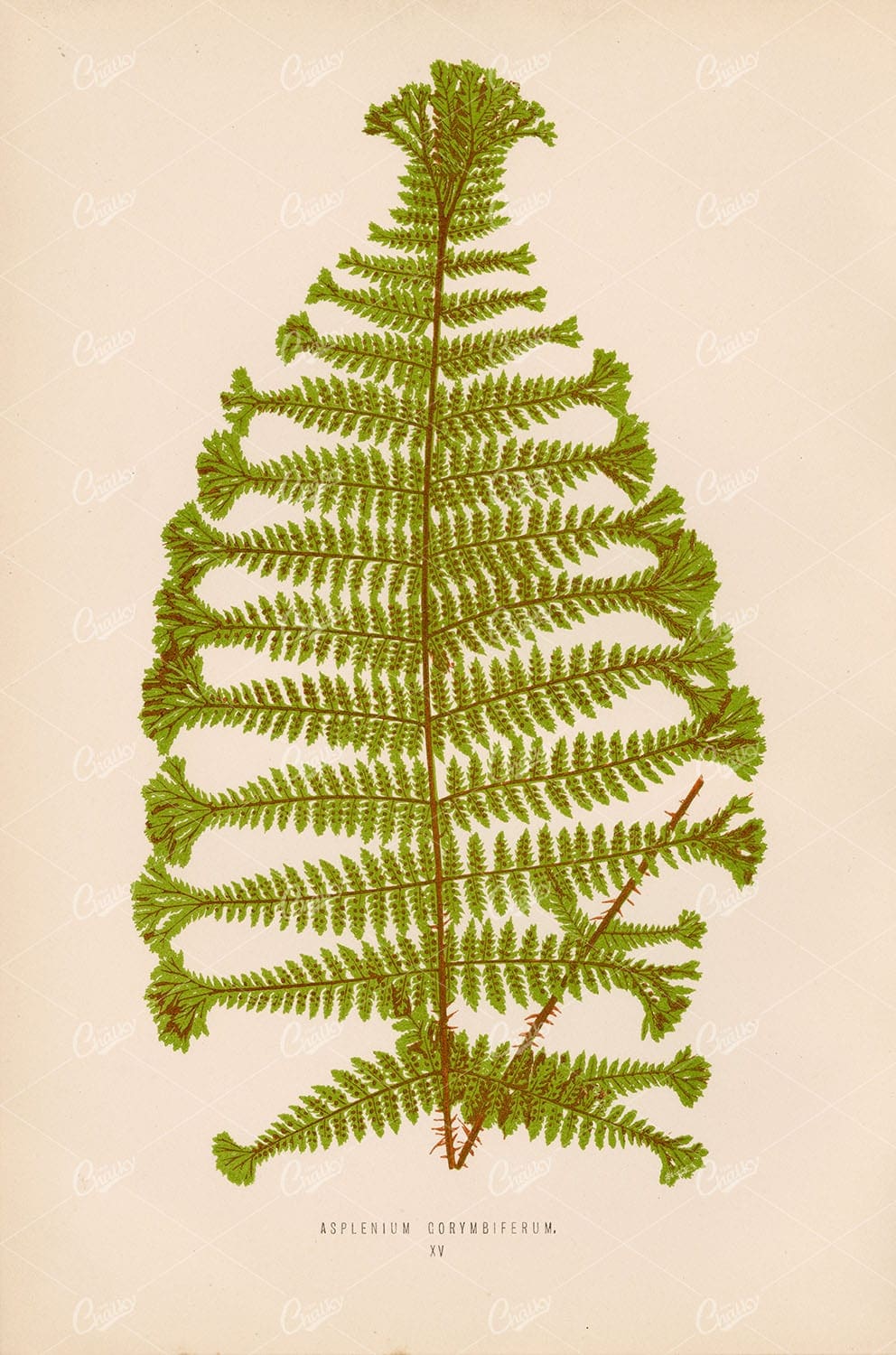 BOTANIST Lowe, Edward. Asplenium Gorymbiferum. Fern Species Plate XV