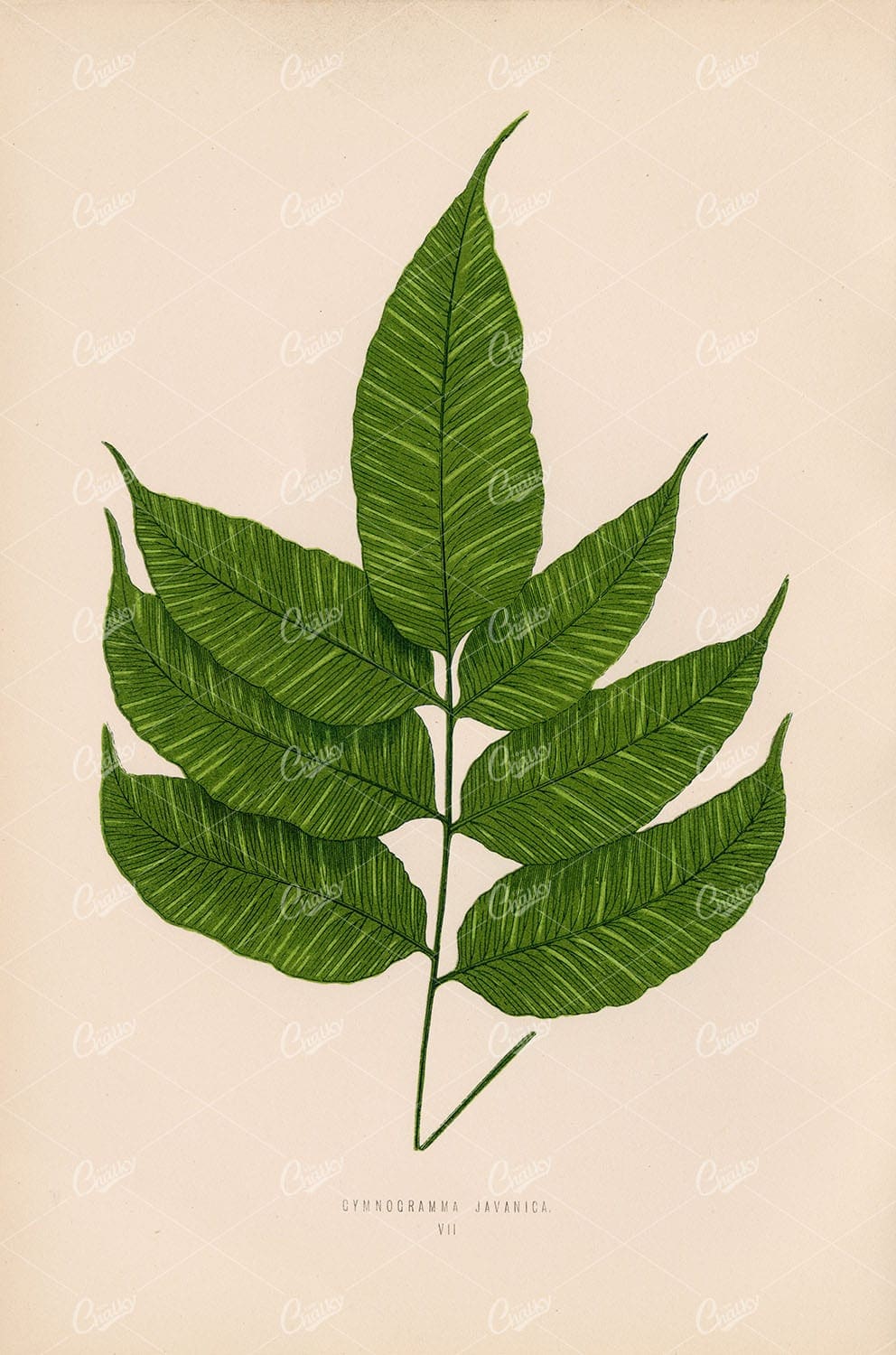 LOWE, Edward. Vintage Botanical Artwork, Gymnogramma Javanica Plate VII
