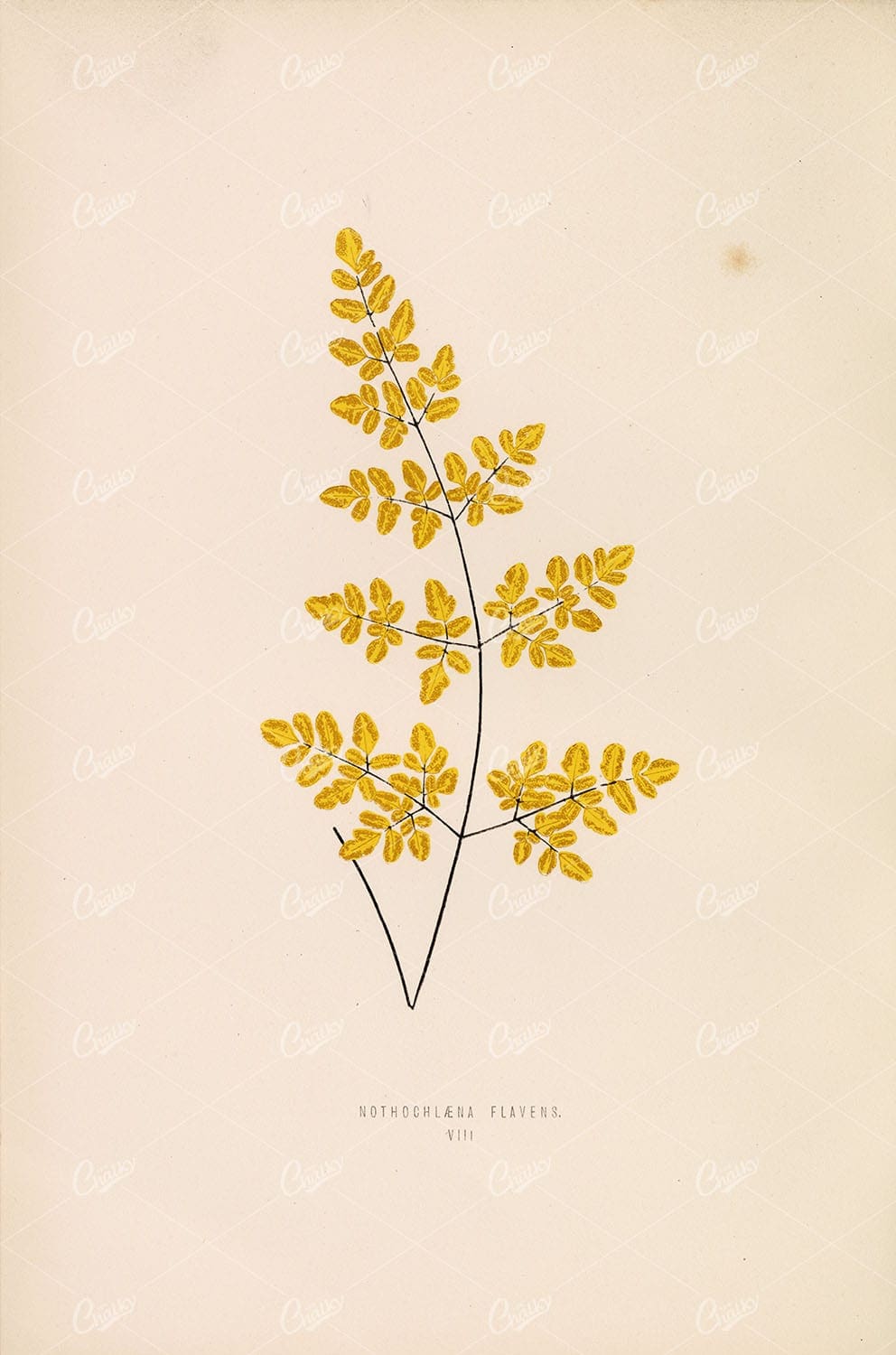 EDWARD Lowe, Nothochlaena Flavens Fern Species Artwork Plate VIII