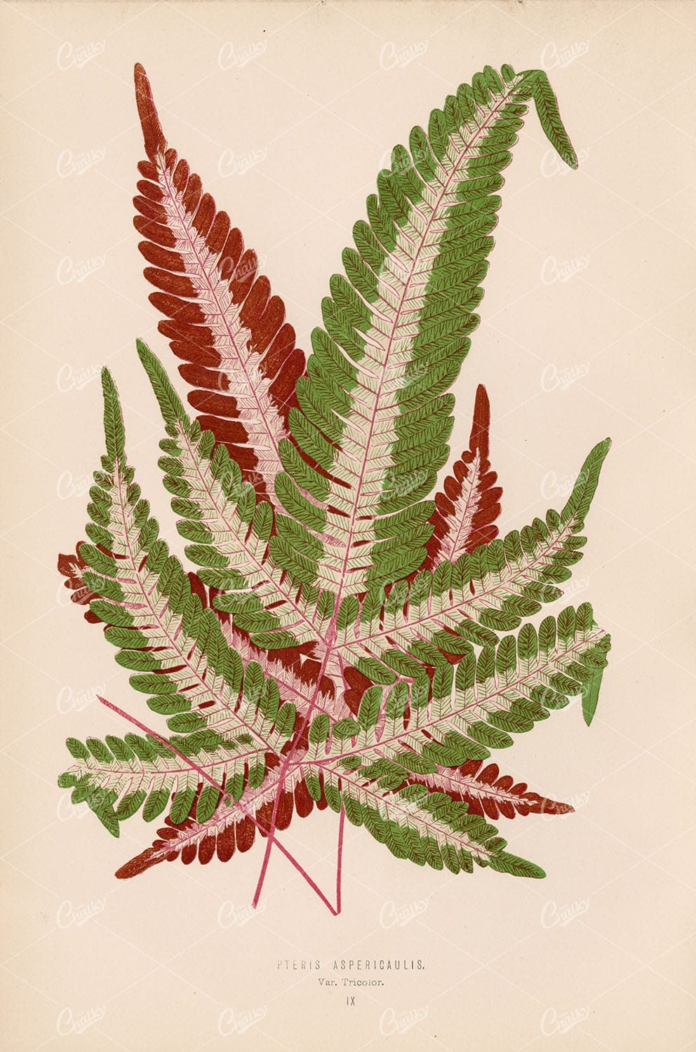 EDWARD Lowe, Pteris Aspericaulis Fern Species Artwork Plate IX