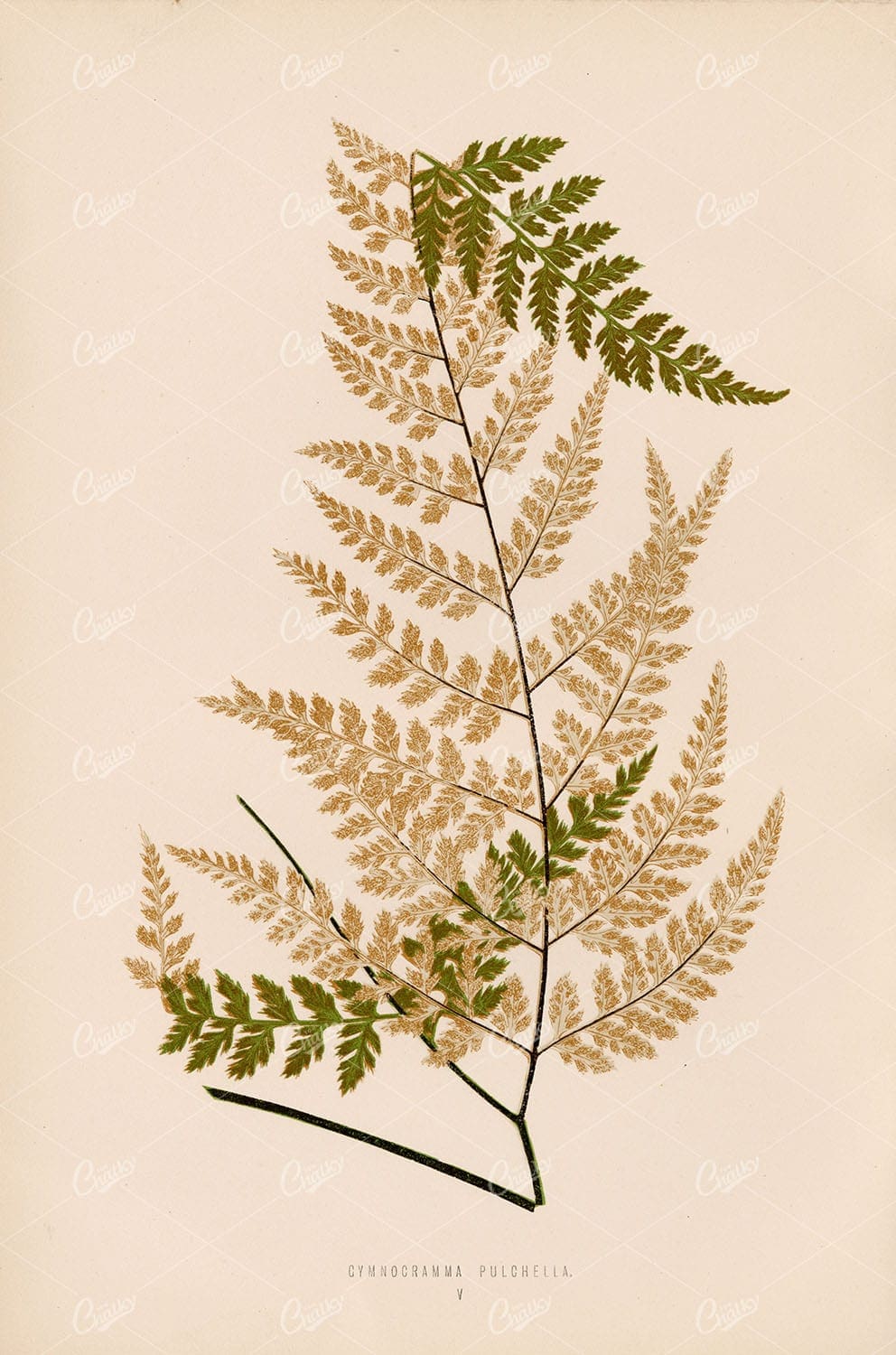 BOTANICAL Vintage Stock Image, Gymnogramma Pulchella Fern Species Plate V