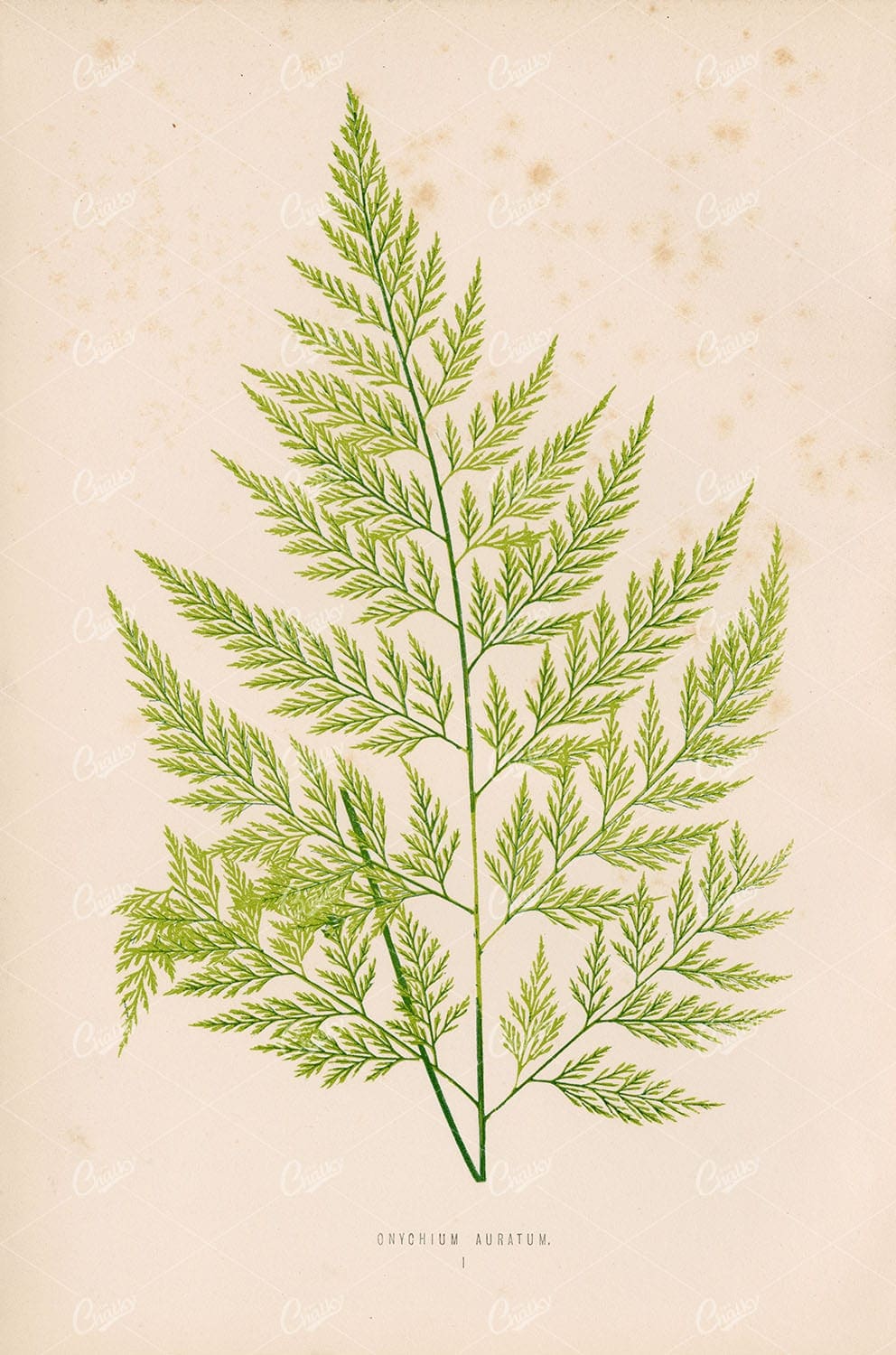 VINTAGE Botany Artwork by Edward Lowe. Onychium Auratum Plate I