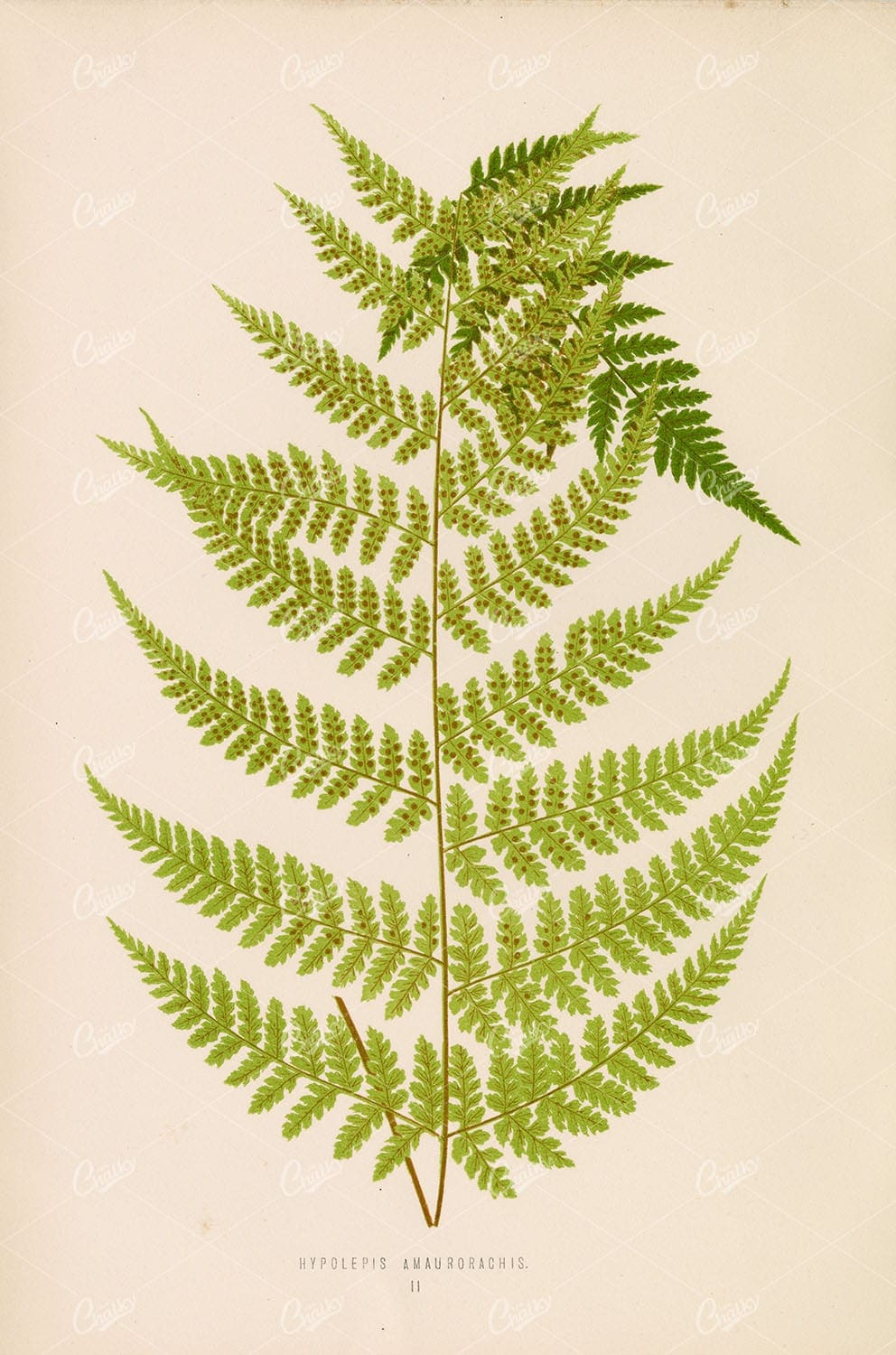 VINTAGE Botany Artwork by Edward Lowe. Hypolepis Amaurorachis Plate II