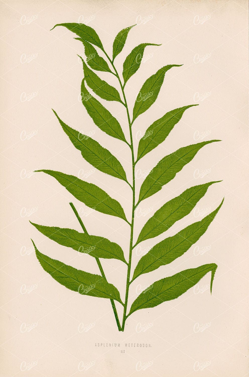 VINTAGE Wall Art by Edward Lowe - Asplenium Heterodon Plate III