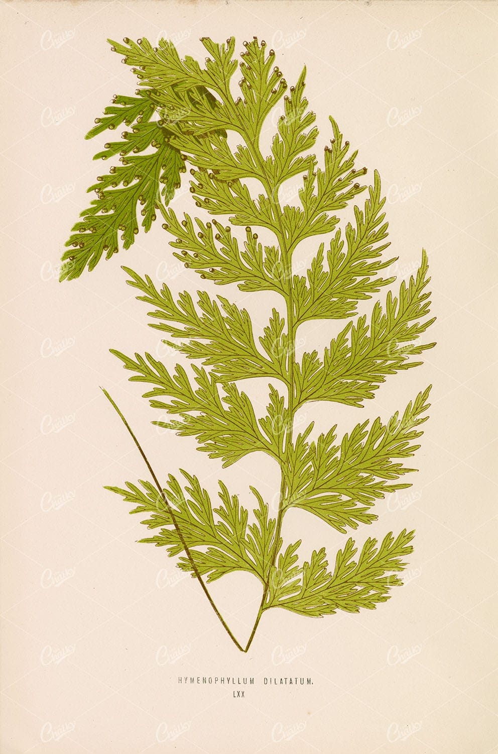 VINTAGE Fern Artwork by Edward Lowe - Hymenophyllum Dilatatum Species Plate LXX