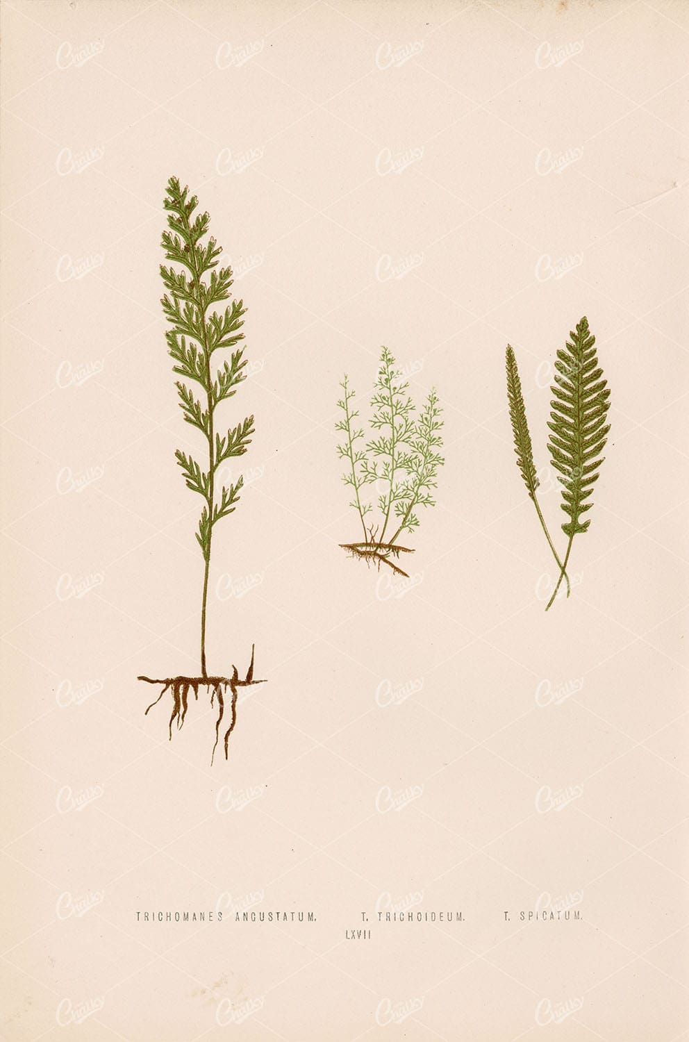 LOWE, Edward Vintage Botanical Artwork. Multiple Fern Species Plate LXVII