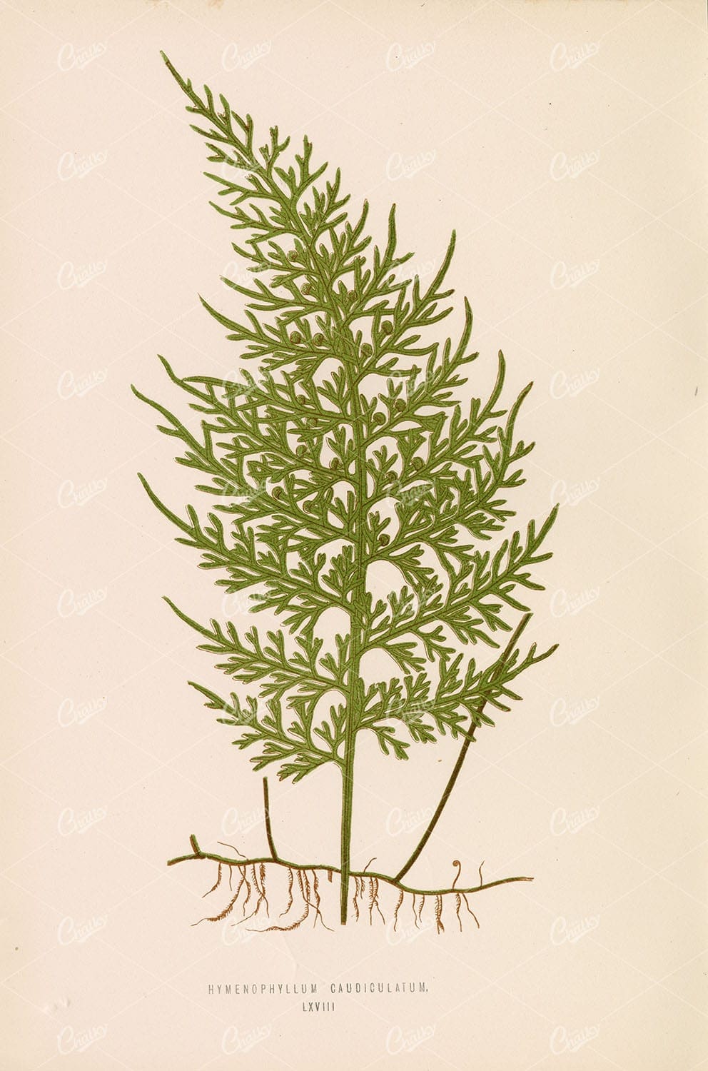 LOWE, Edward Vintage Botanical Artwork. Hymenophyllum Caudiculatum Plate LXVIII