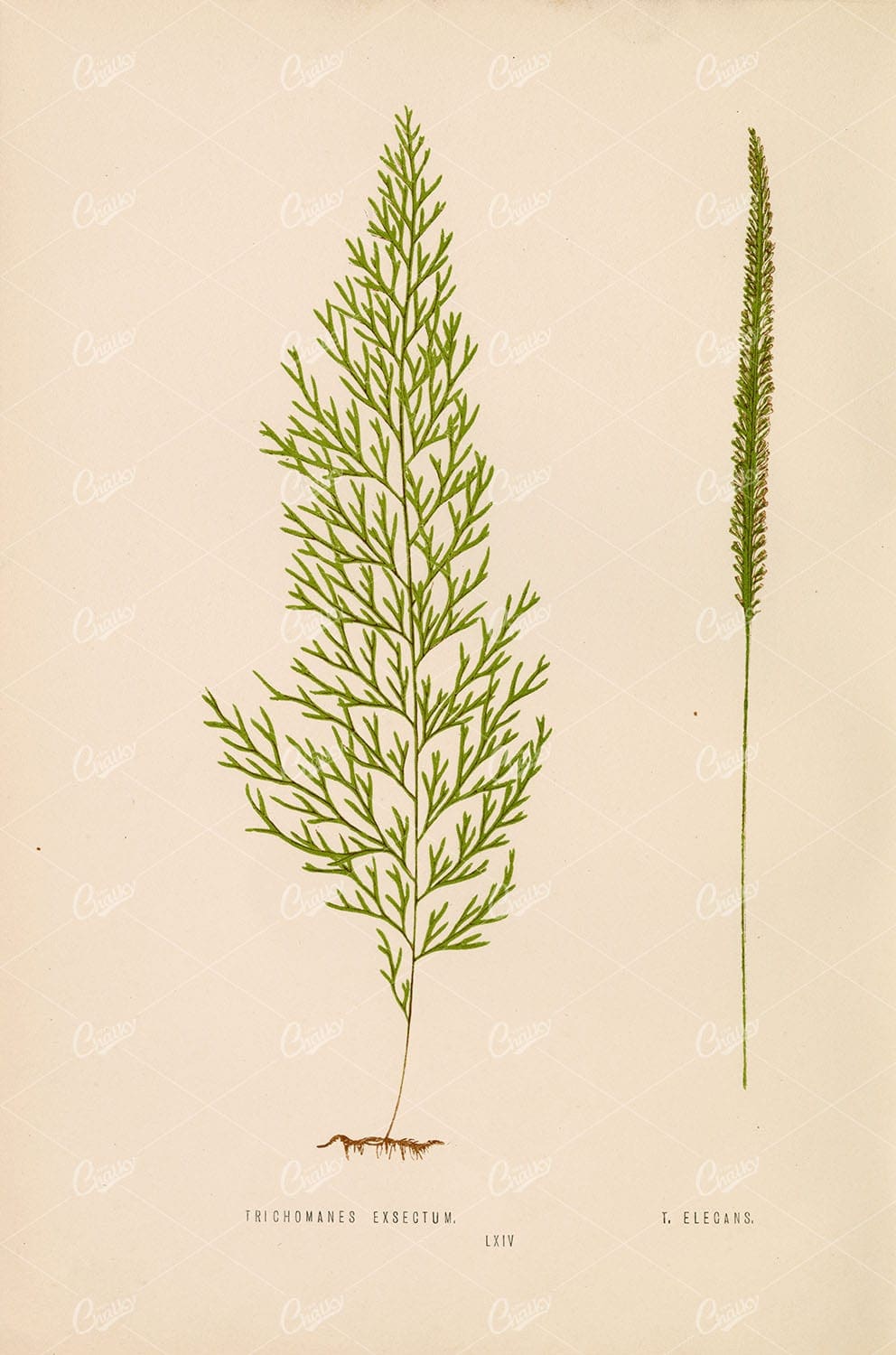 LOWE, Edward Vintage Botanical Artwork. Multiple Fern Species Plate LXIV