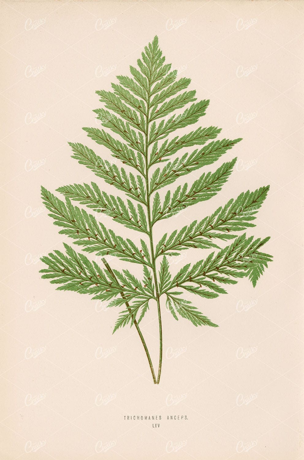 LOWE, Edward Vintage Botanical Artwork. Trichomanes Anceps Plate LXV
