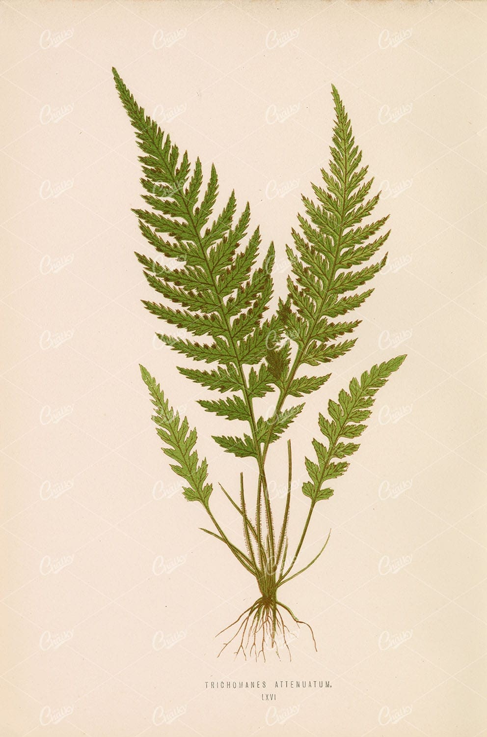 LOWE, Edward Vintage Botanical Artwork. Trichomanes Attenuatum Plate LXVI