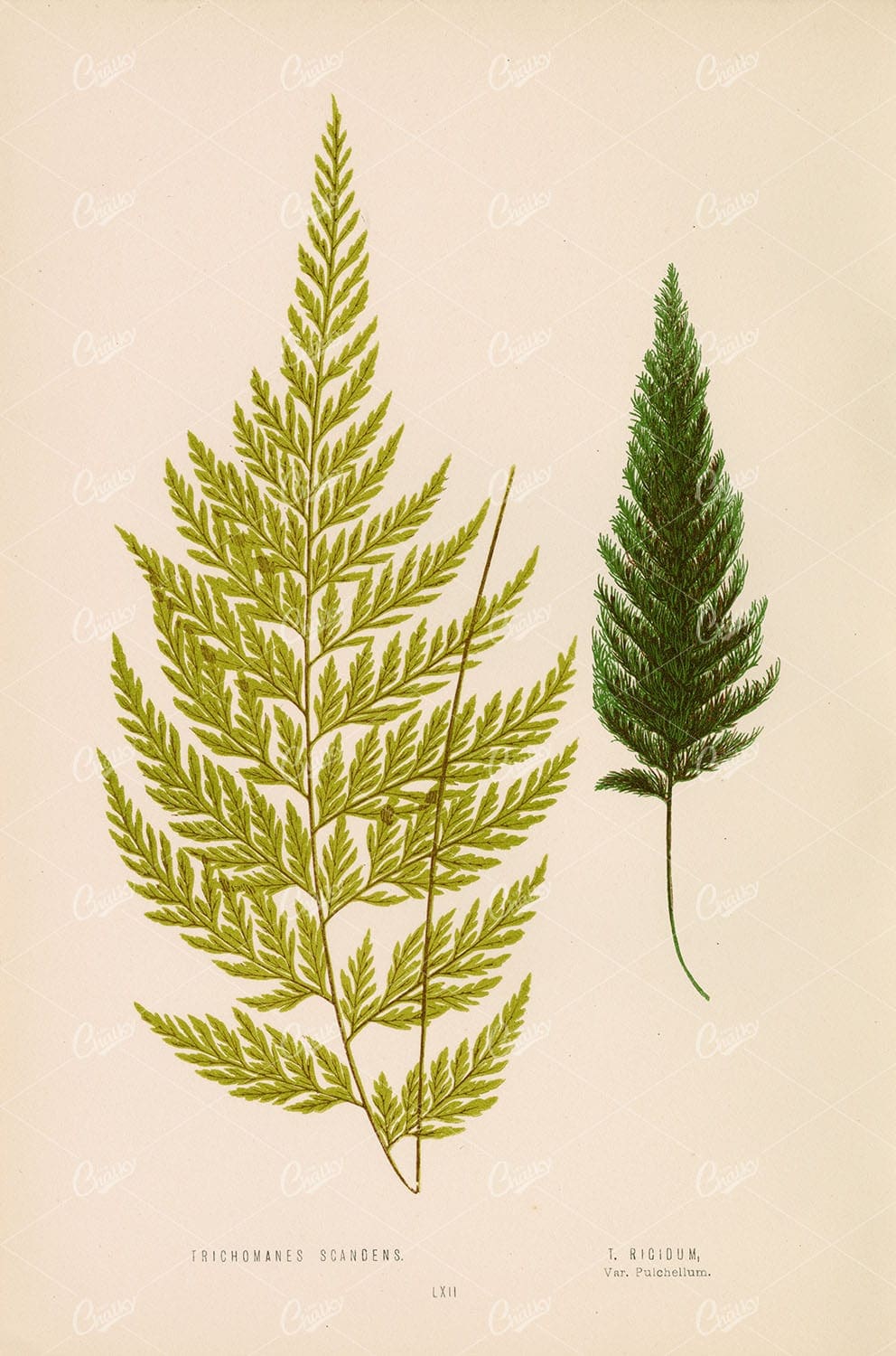 TRICHOMANES Scandens, by Edward Lowe. Vintage Fern Art Plate LXII