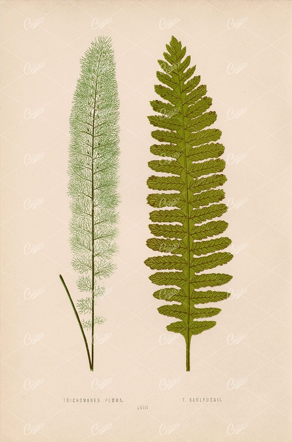 TRICHOMANES Pluma, by Edward Lowe. Vintage Fern Art Plate LXIII