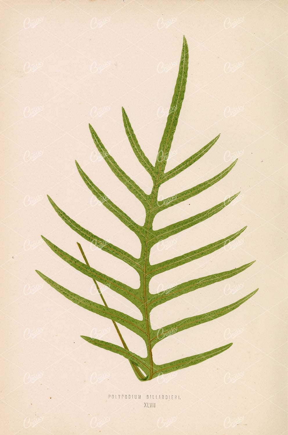 POLYPODIUM Billardieri by Edward Lowe. Vintage Fern Art Plate XLVII