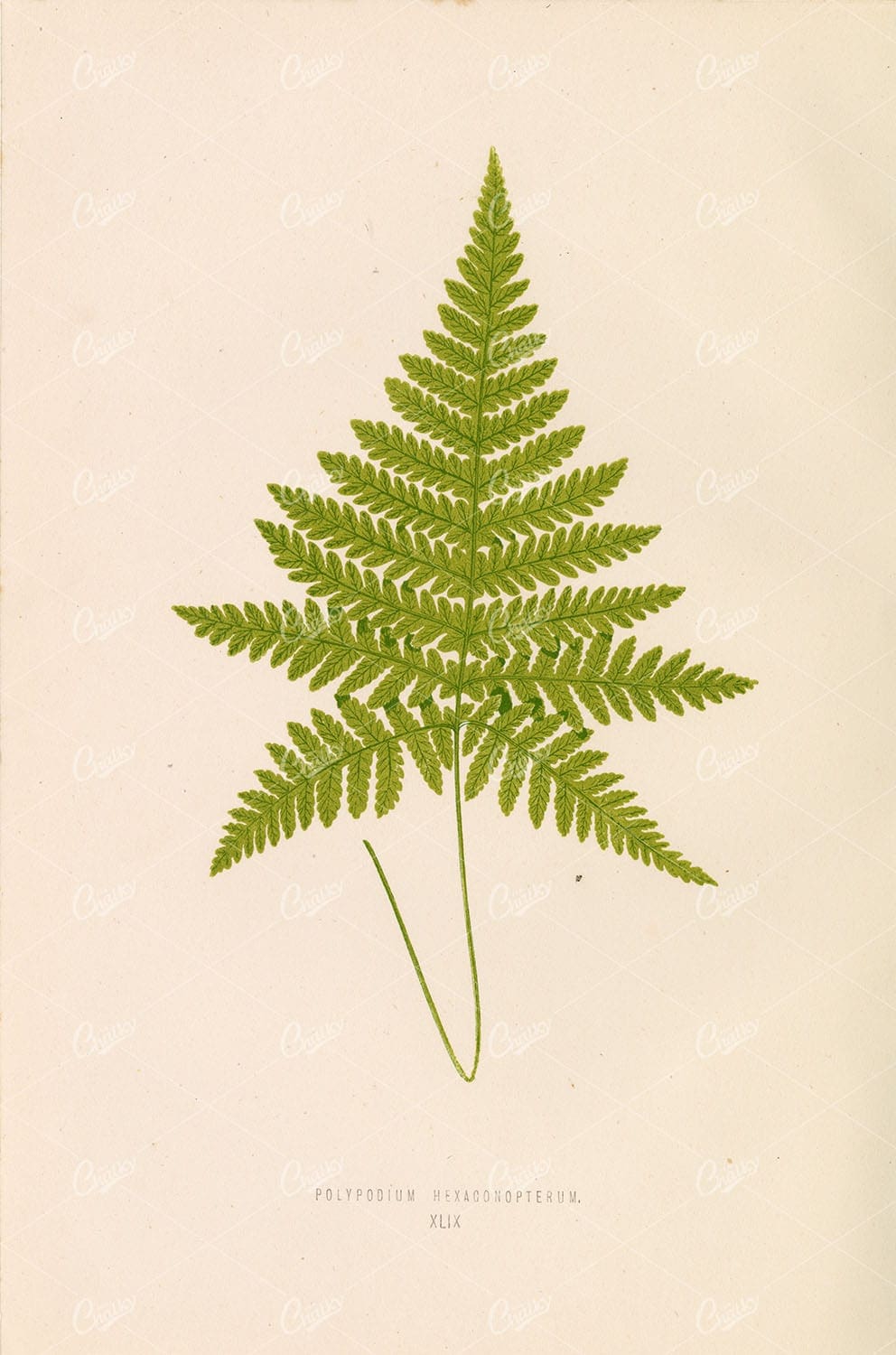LOWE, Edward Vintage Botanical Artwork. Polypodium Hexagonopterum Plate XLIX