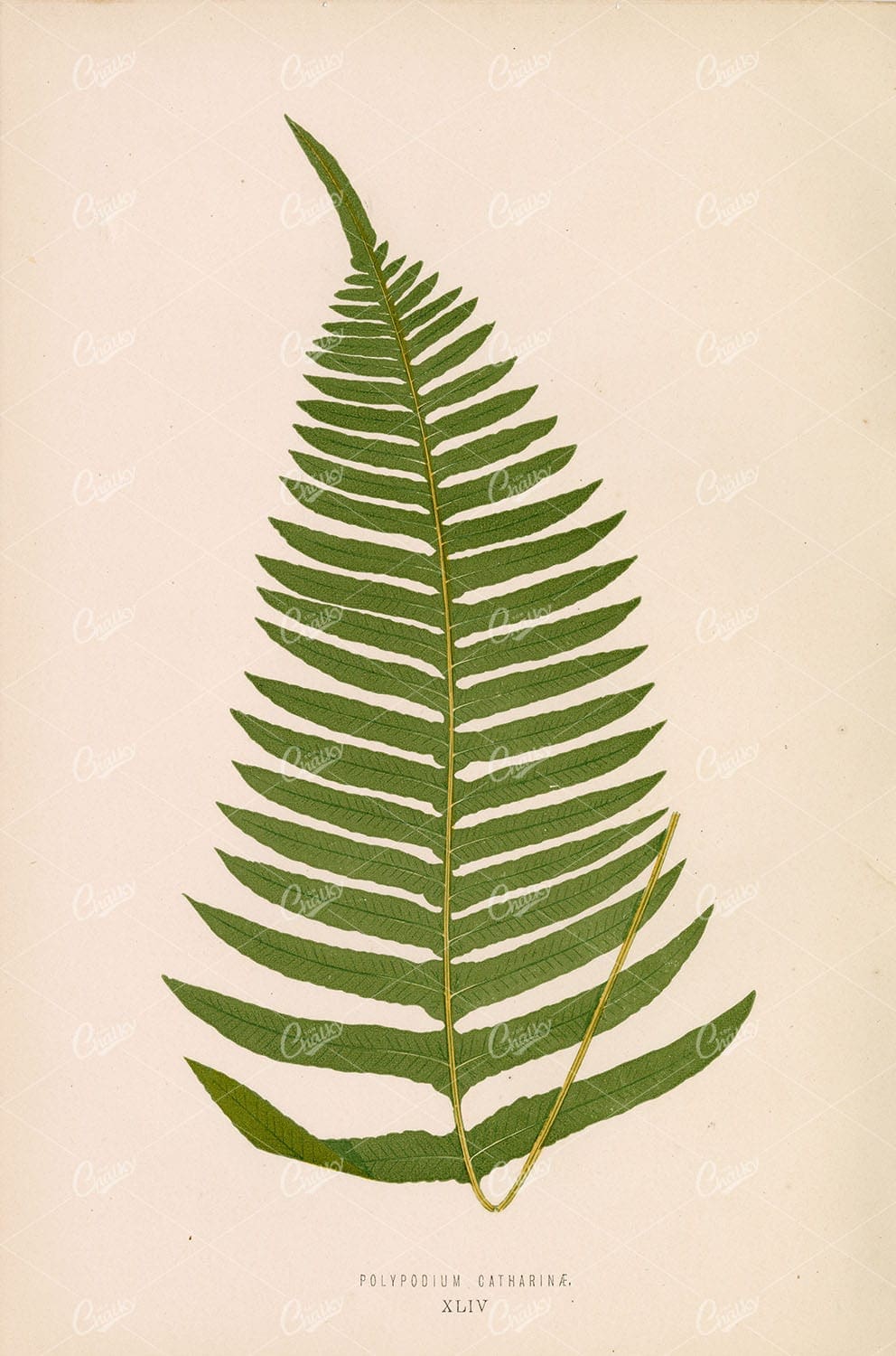 EDWARD Lowe, 1856 Original Botanical Artwork. Polypodium Catharinae