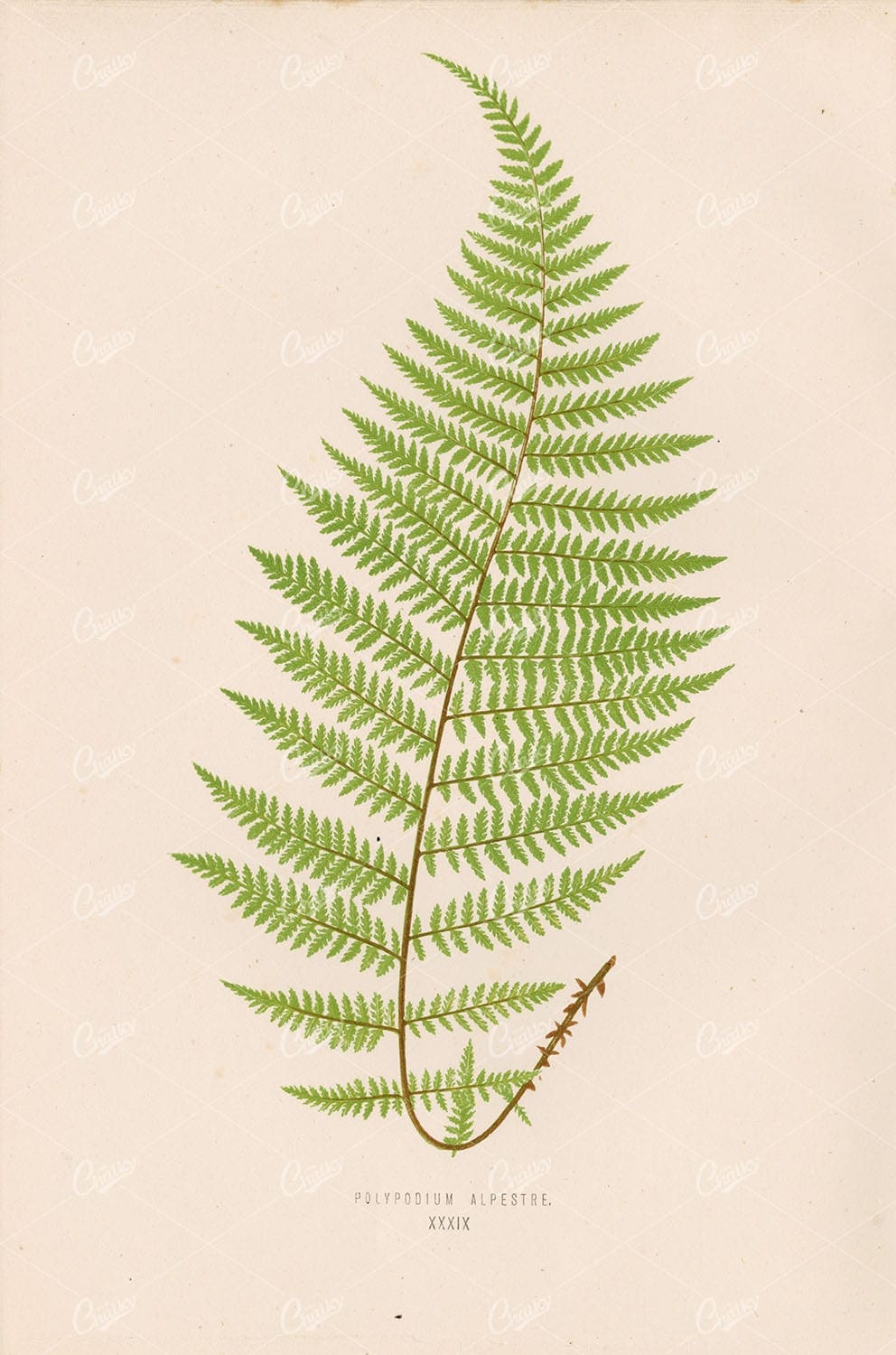 FERN Artwork by Edward Lowe. Polypodium Alpestre Species Plate XXXIX
