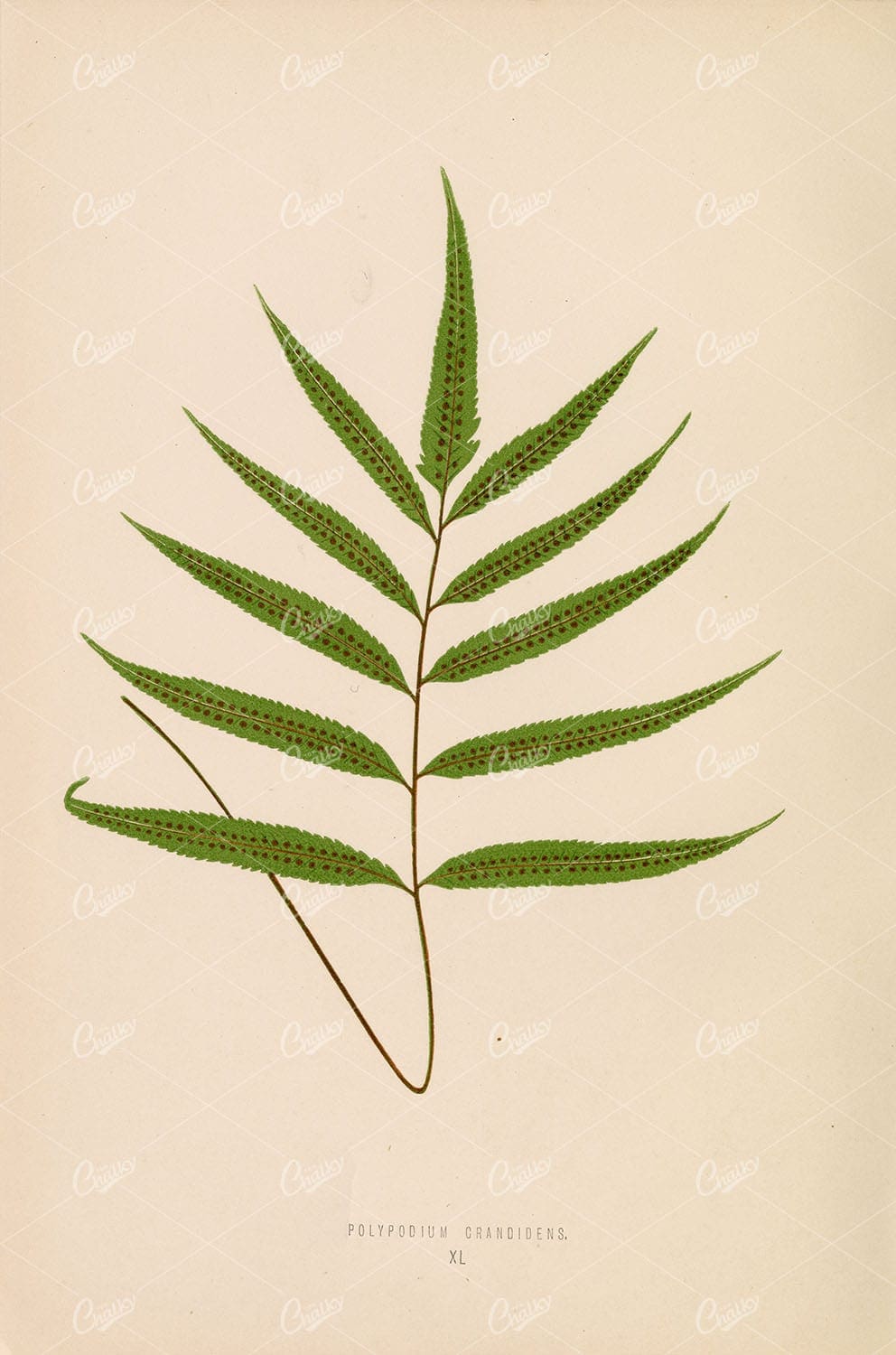 POLYPODIUM Grandidens Fern Artwork by Edward Lowe Plate XL