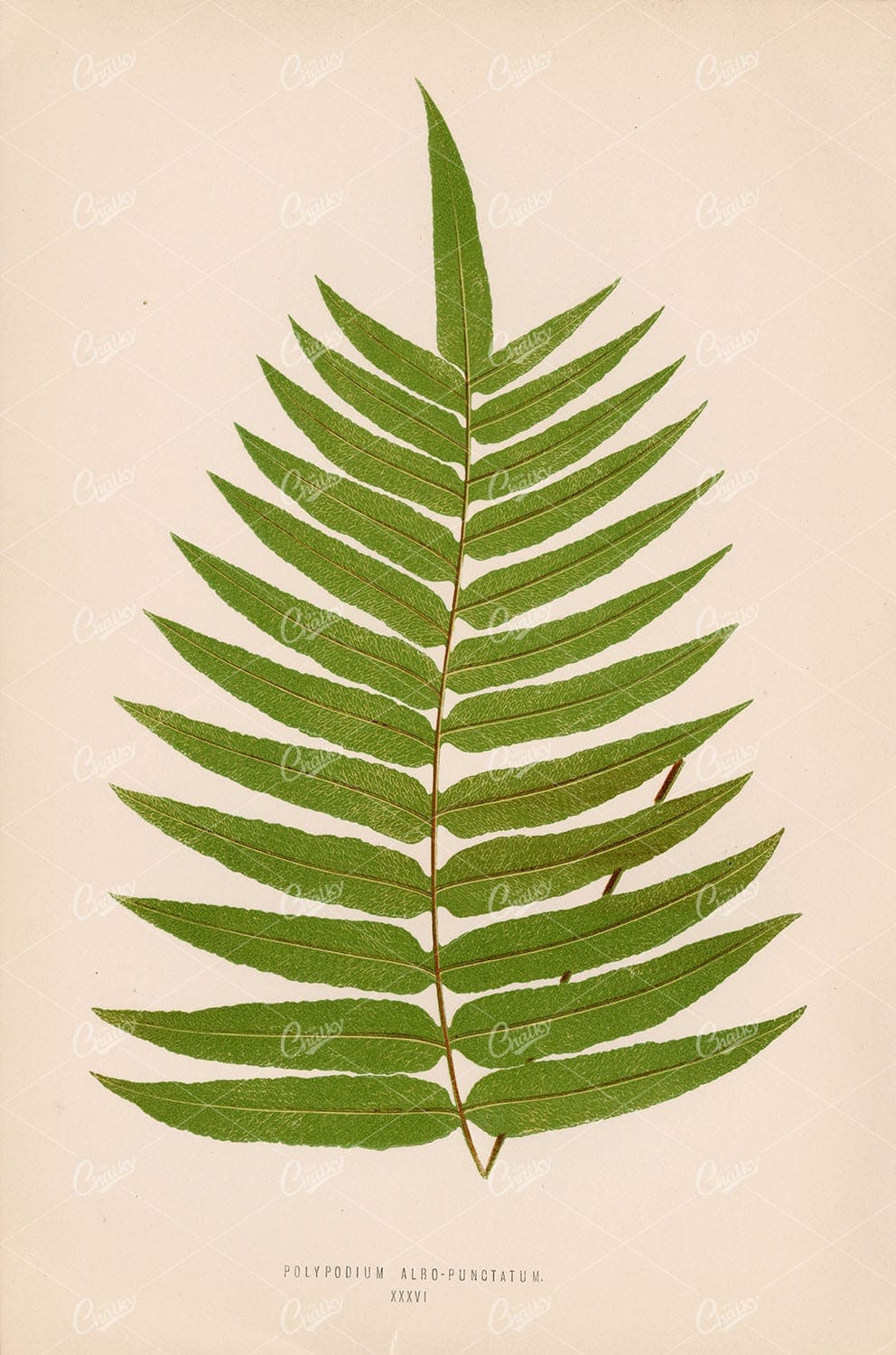 VINTAGE Fern Artwork by Edward Lowe - Polypodium Albo-Punctatum XXXVI