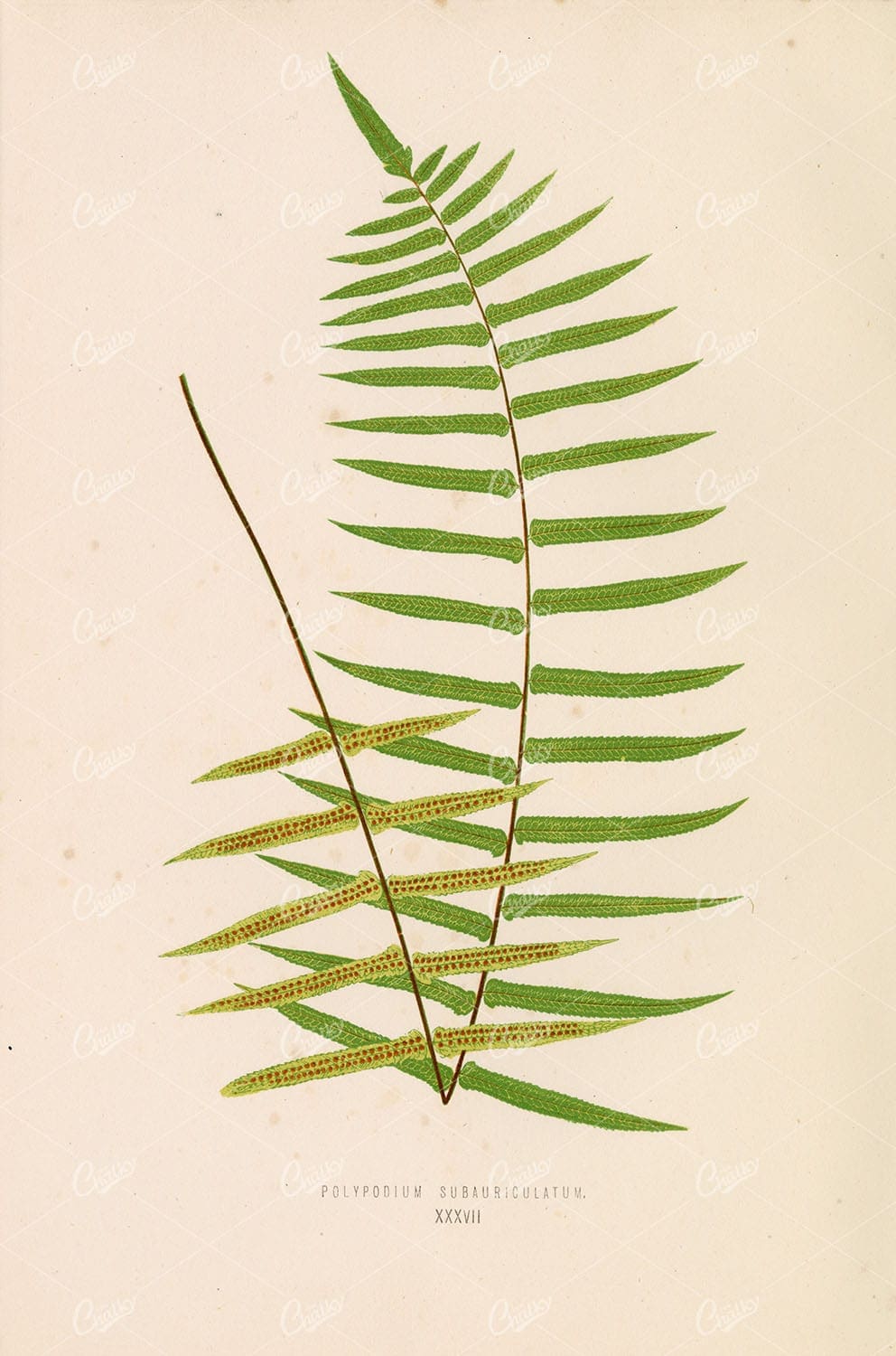 VINTAGE Fern Artwork by Edward Lowe - Polypodium Subauriculatum Plate XXXVII
