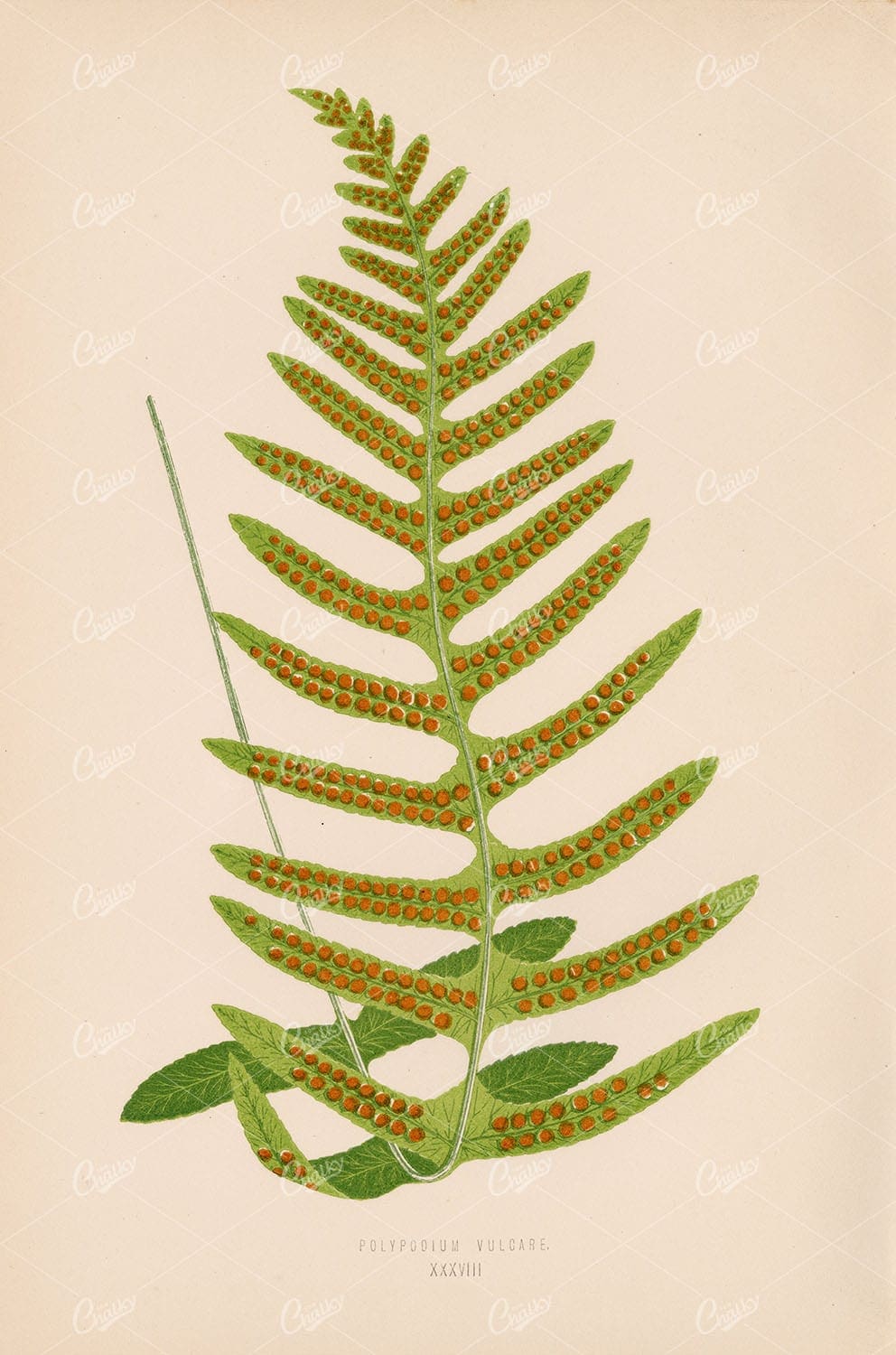 VINTAGE Fern Artwork by Edward Lowe - Polypodium Vulcare Plate XXXVIII