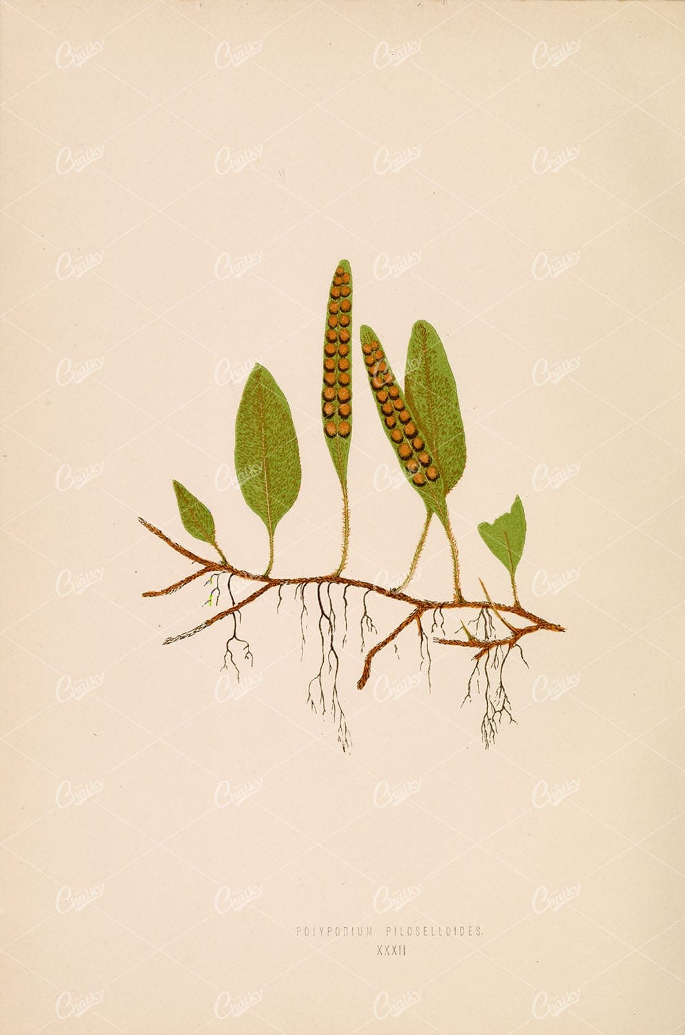BOTANICAL Wall Art by Edward Lowe - Polypodium Piloselloides Plate XXXII