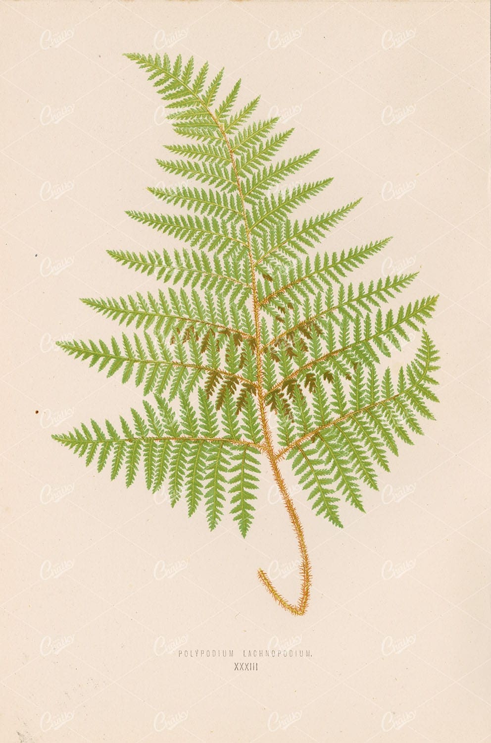 VINTAGE Fern Artwork by Edward Lowe - Polypodium Lachnopodium Plate XXXIII