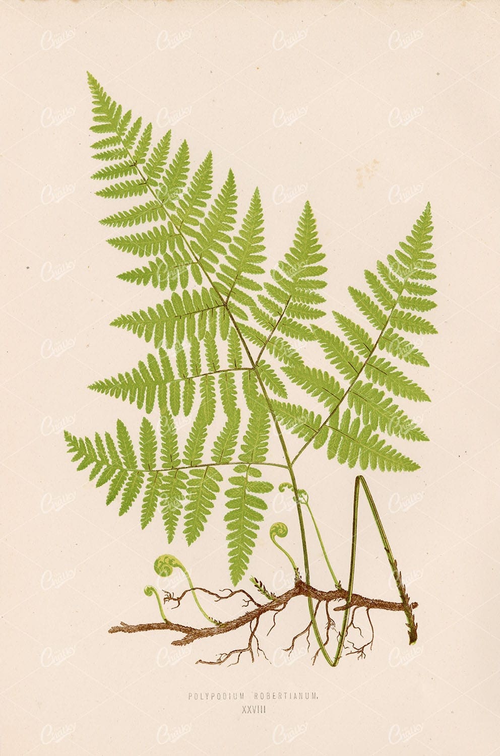 VINTAGE Fern Artwork by Edward Lowe - Polypodium Robertianum Plate XXVIII