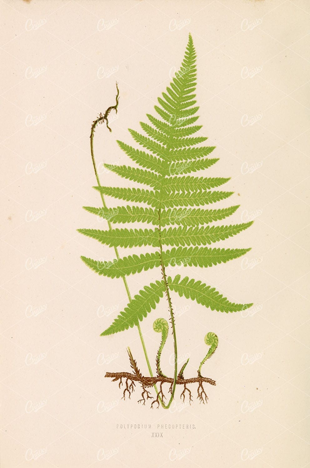 VINTAGE Fern Artwork by Edward Lowe - Polypodium Phegopteris Plate XXIX