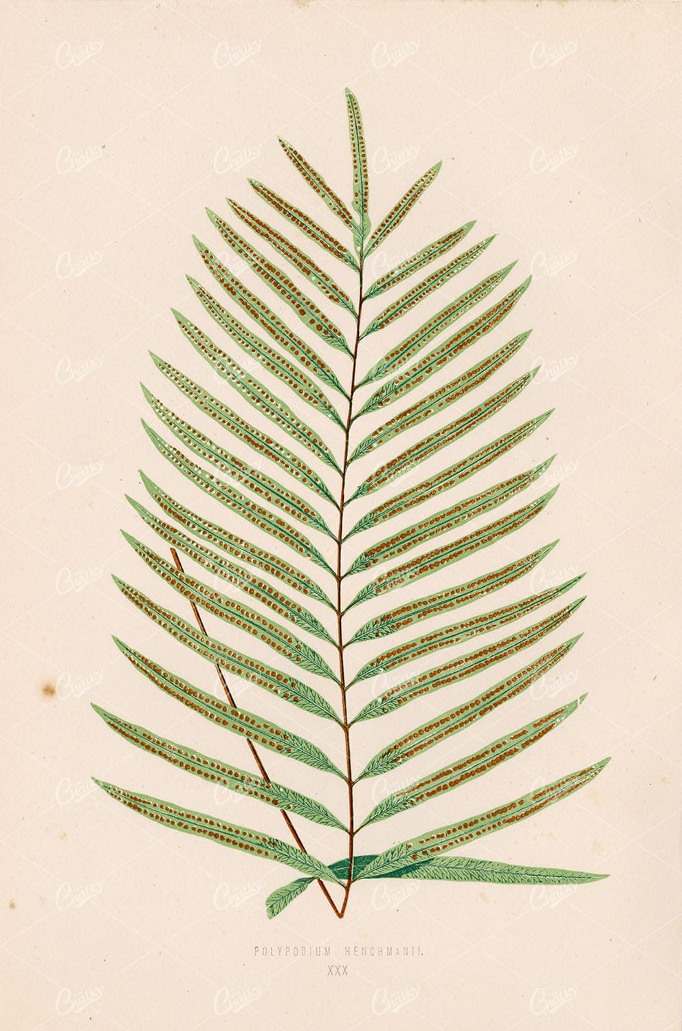 LOWE, Edward. Vintage Fern Stock Image, Polypodium Henchmanii Plate XXX