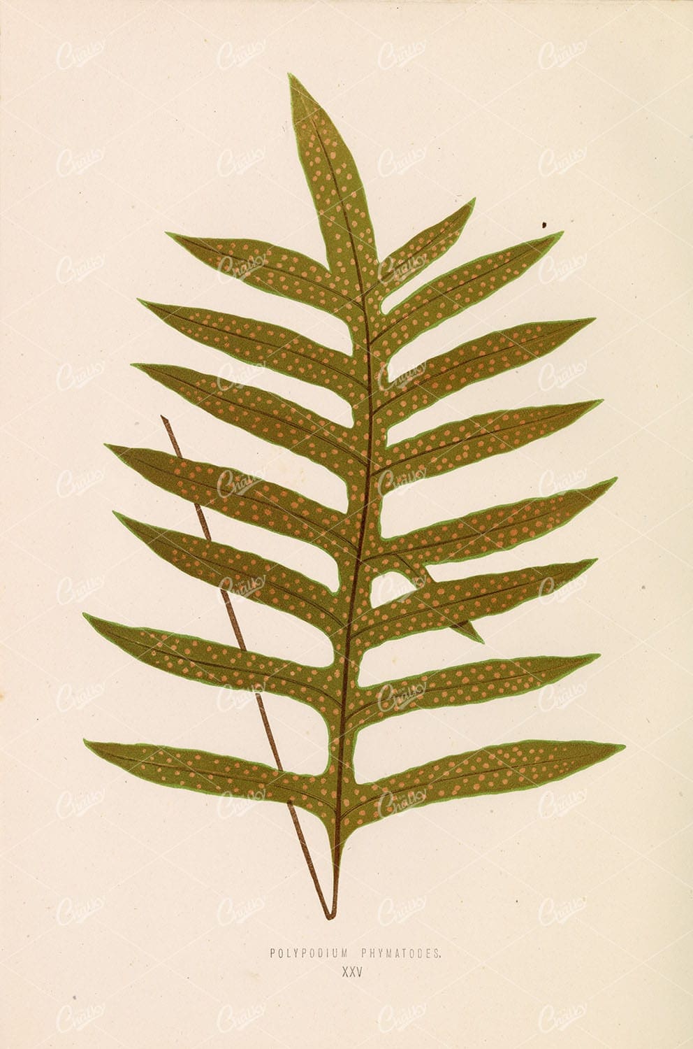 LOWE, Edward. Vintage Fern Stock Image, Polypodium Phymatodes Plate XXV
