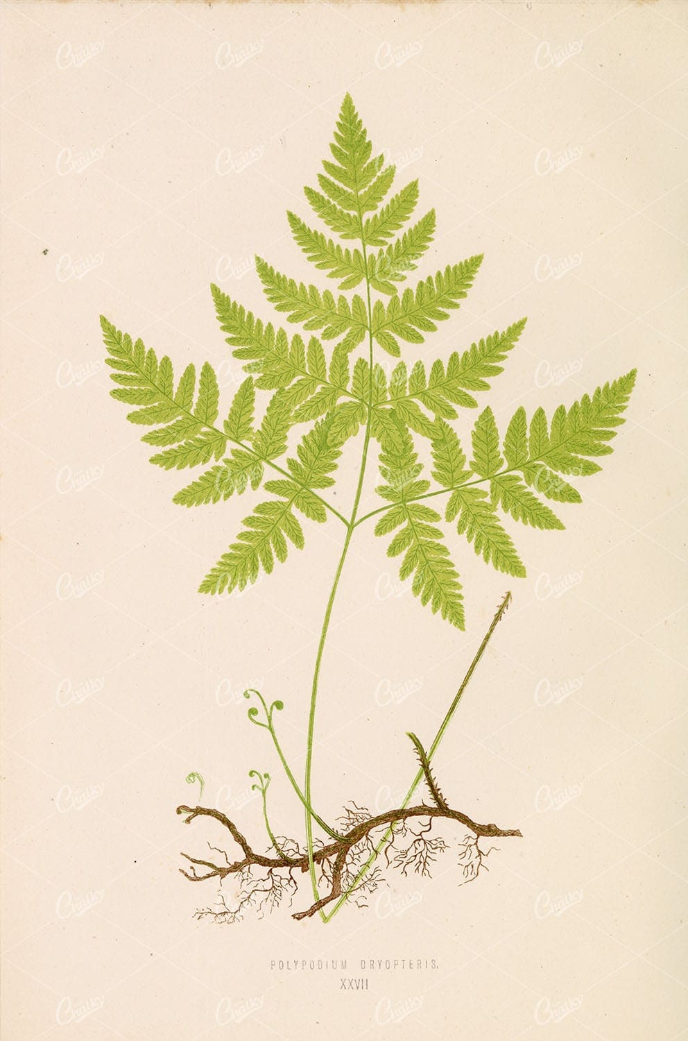 POLYPODIUM Dryopteris by Edward Lowe - Vintage Botanical Artwork Plate XXVII
